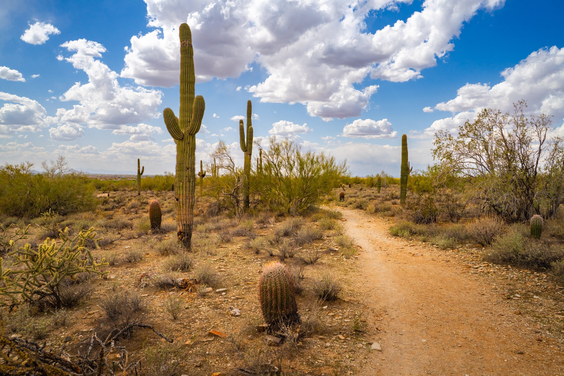Landscape of McDowell Preserve in Scottsdale, AZ