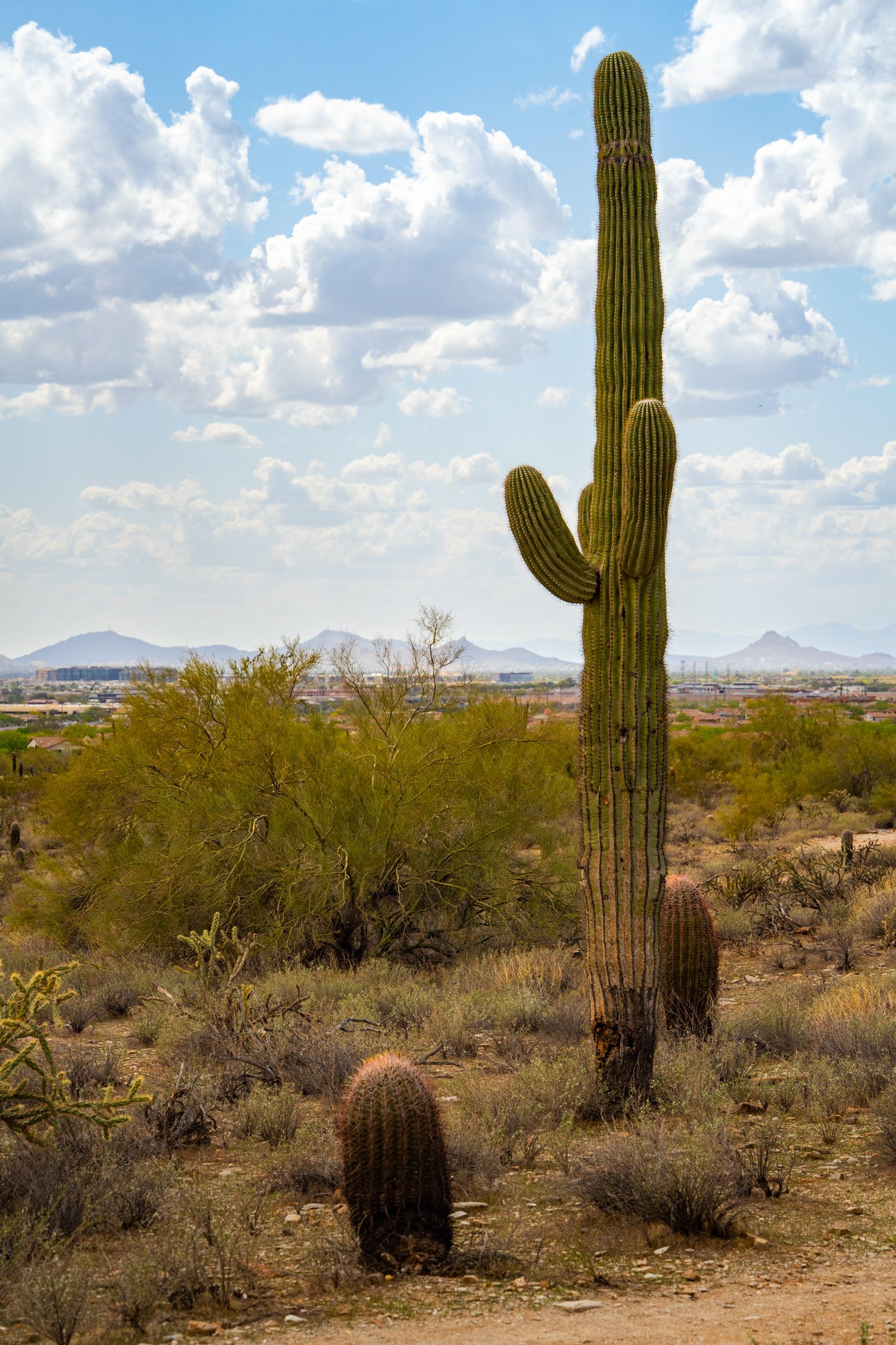 Landscape of McDowell Preserve in Scottsdale, AZ