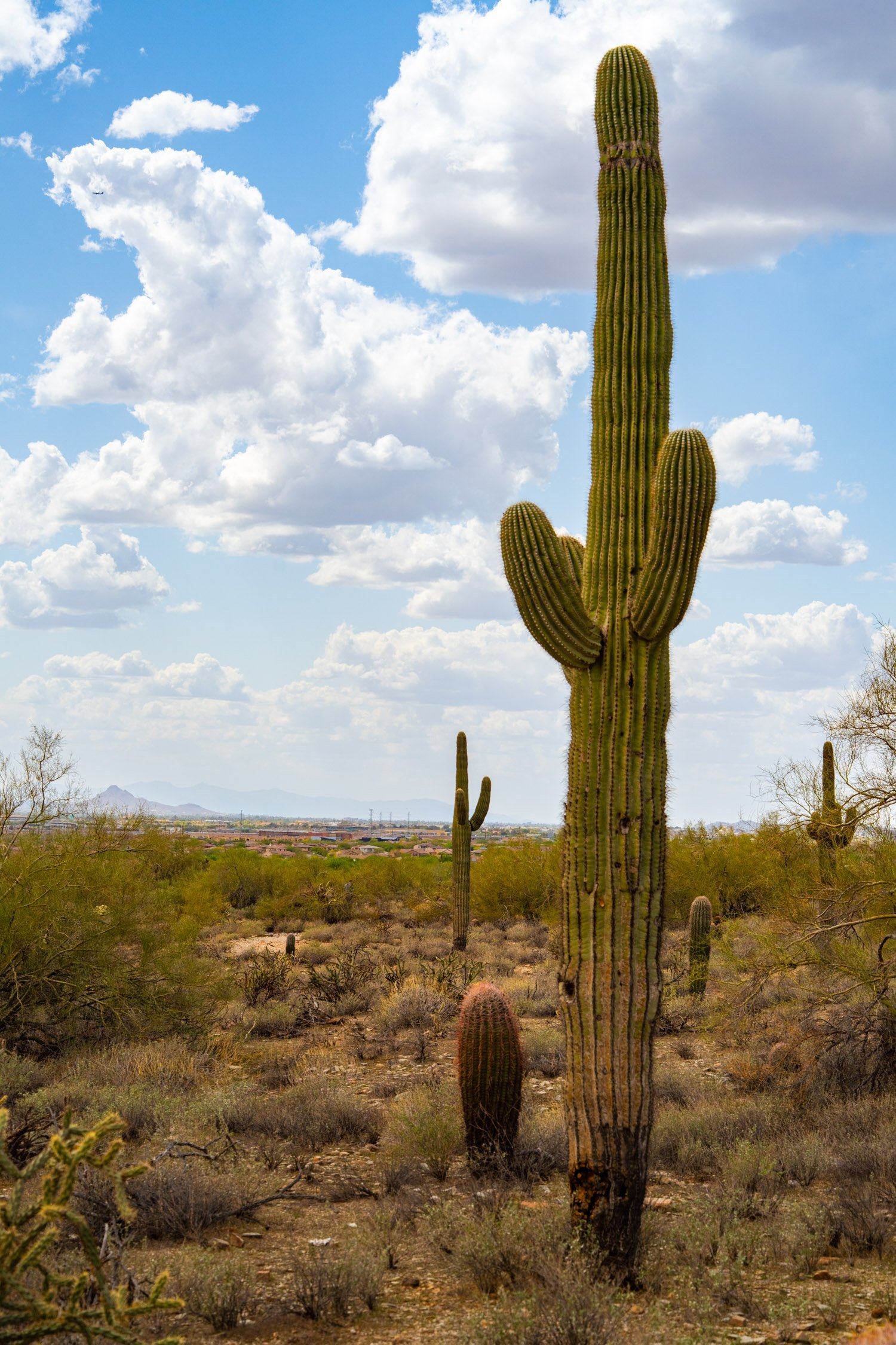 Landscape of McDowell Preserve in Scottsdale, AZ
