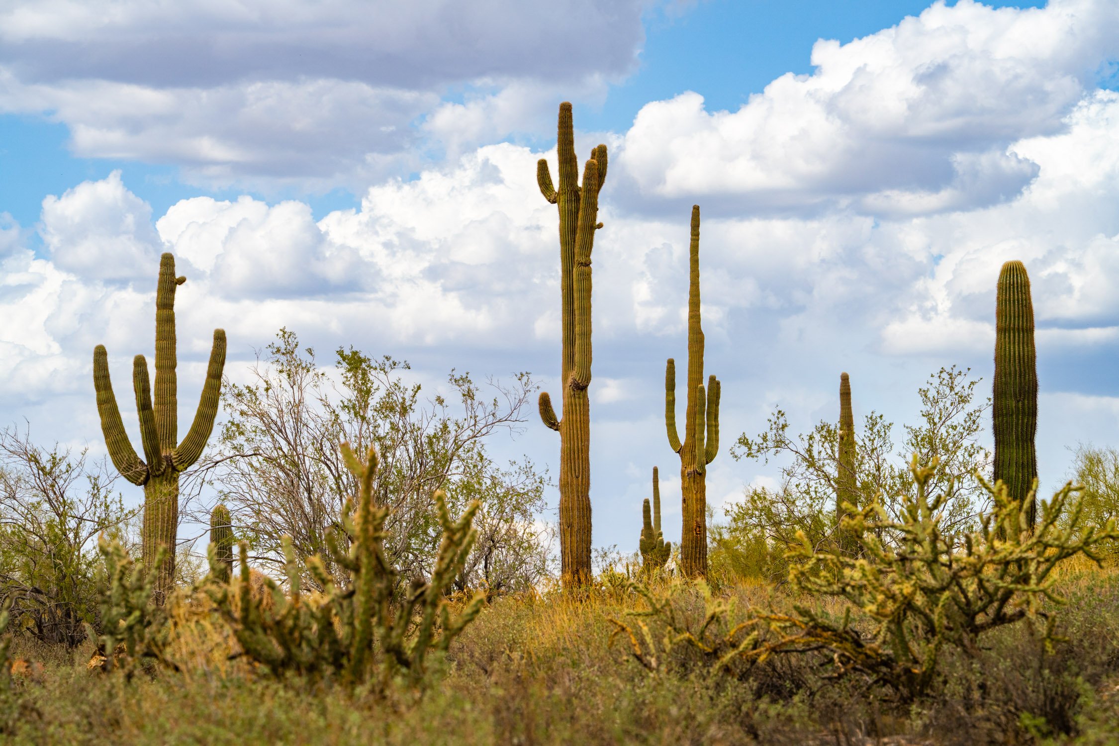 Landscape of McDowell Preserve in Scottsdale, AZ