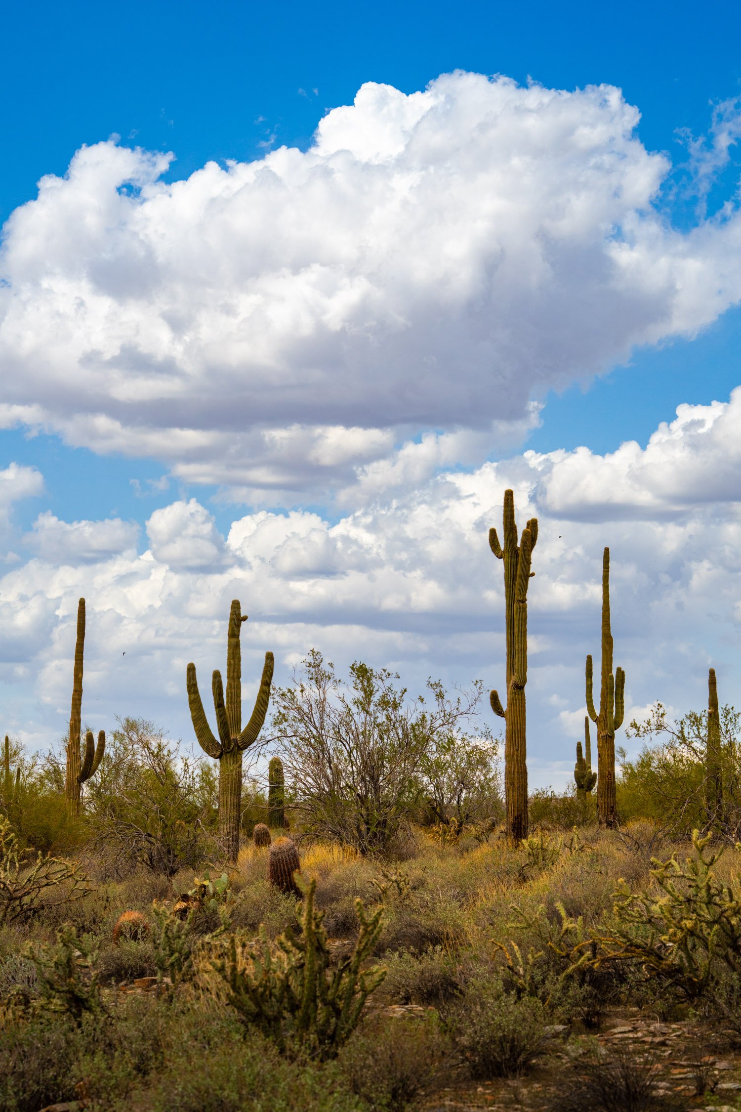 Landscape of McDowell Preserve in Scottsdale, AZ