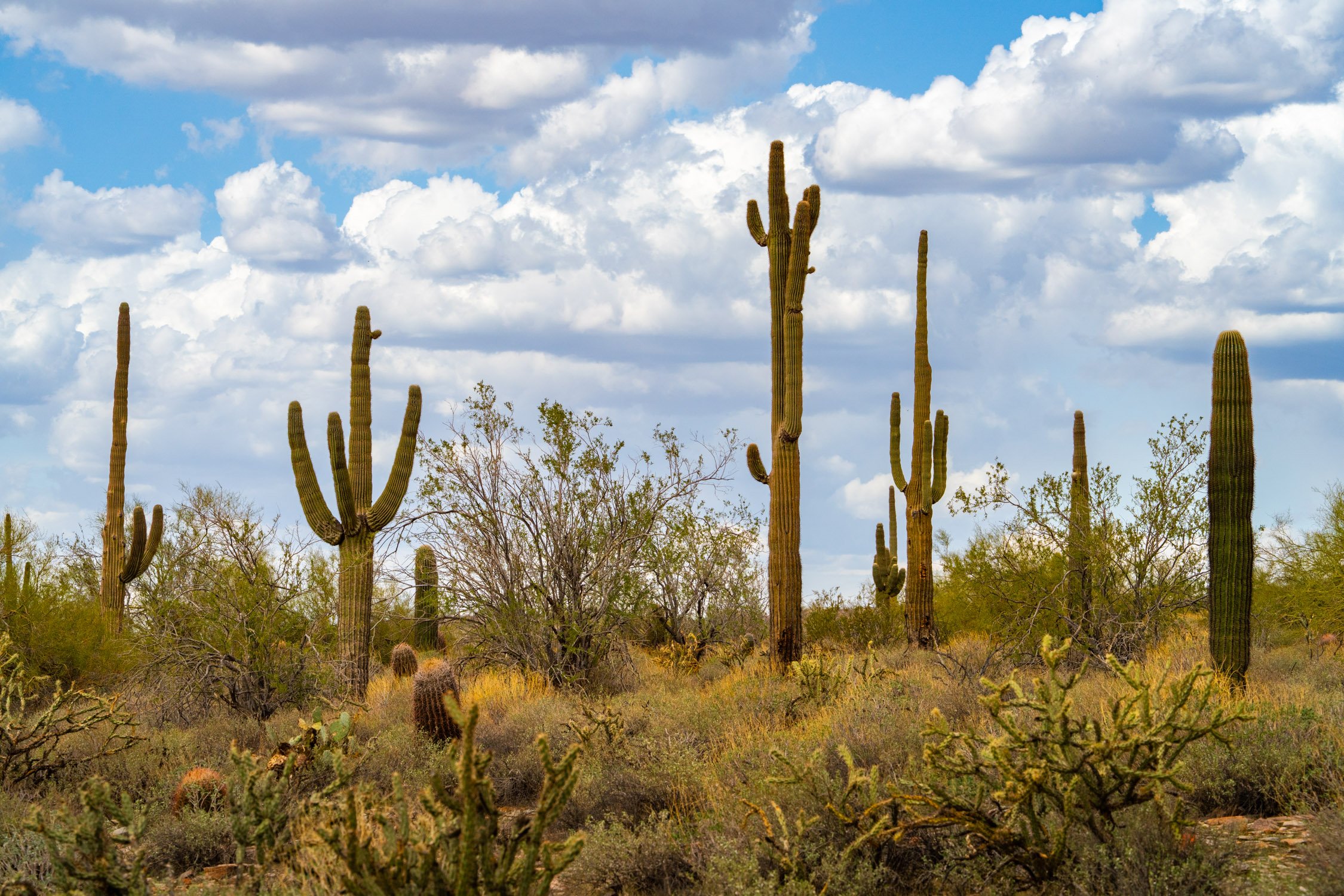 Landscape of McDowell Preserve in Scottsdale, AZ