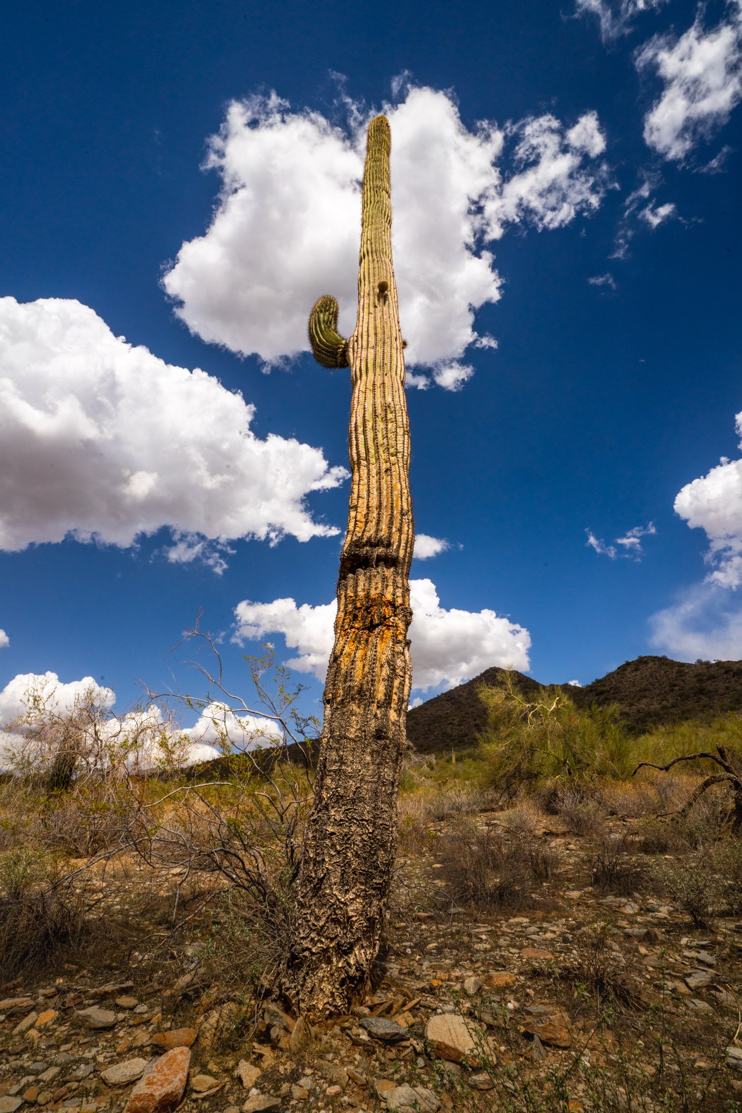 Landscape of McDowell Preserve in Scottsdale, AZ