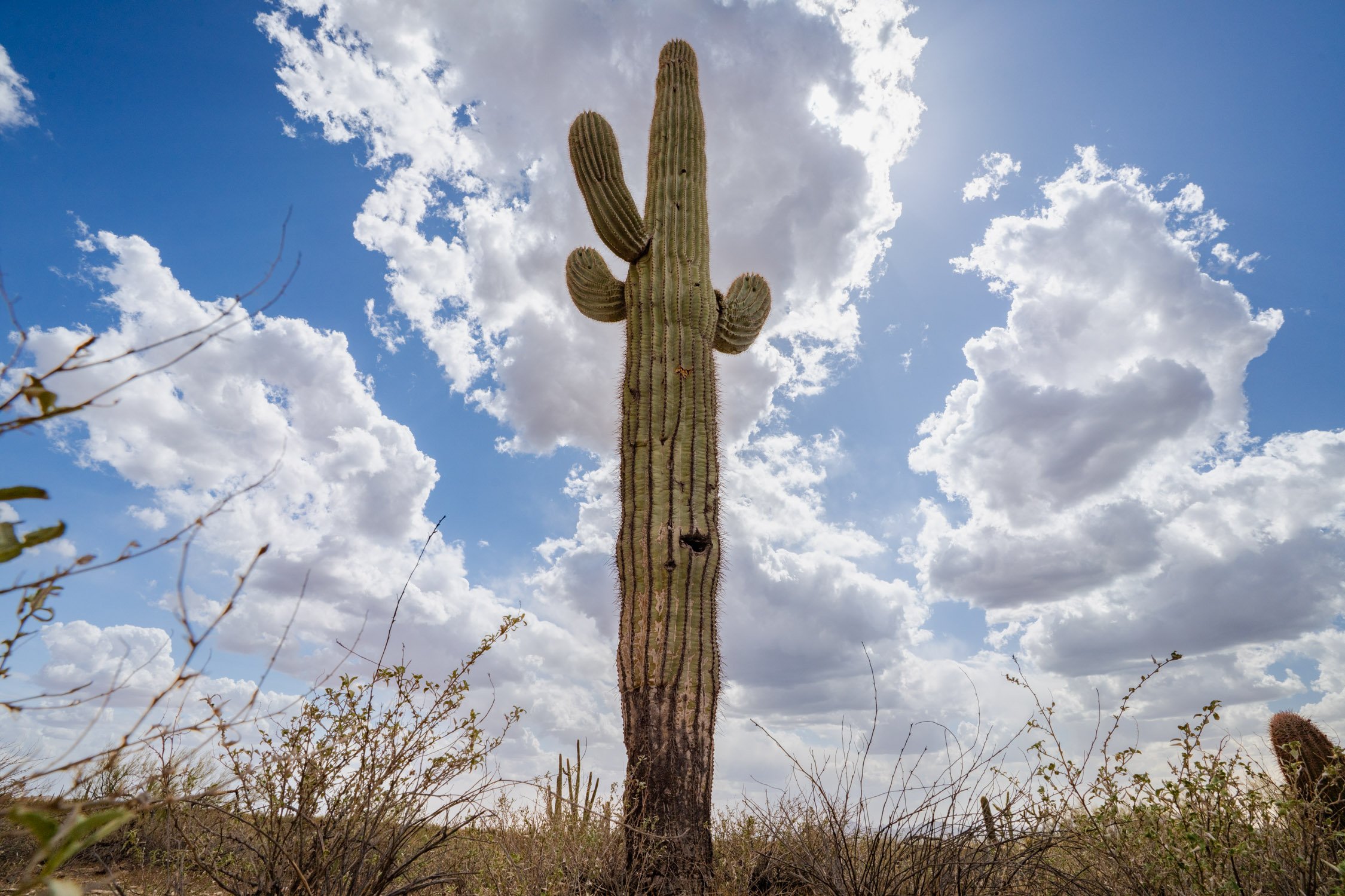 Landscape of McDowell Preserve in Scottsdale, AZ
