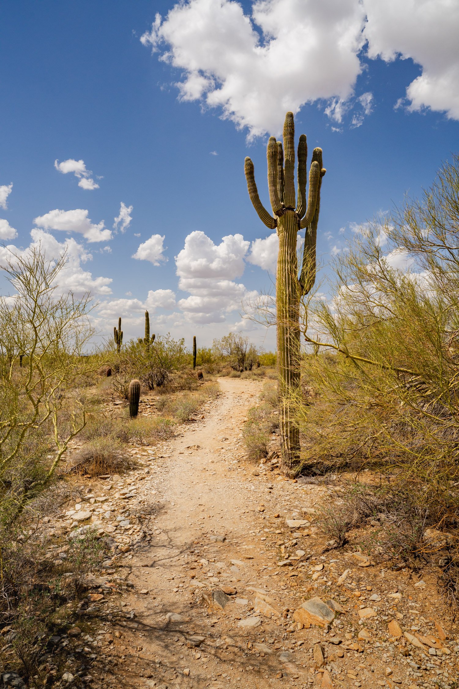 Landscape of McDowell Preserve in Scottsdale, AZ