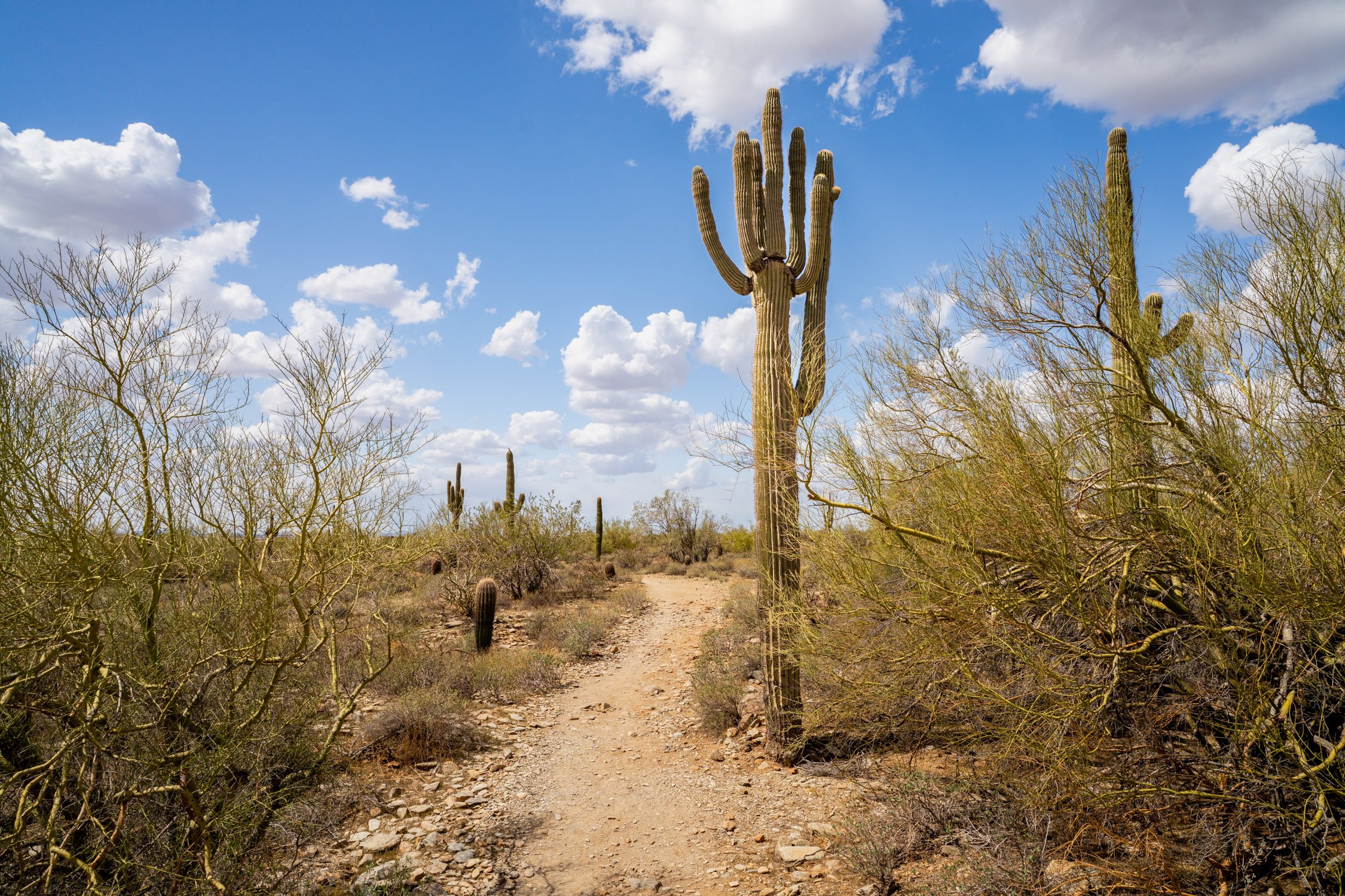 Landscape of McDowell Preserve in Scottsdale, AZ