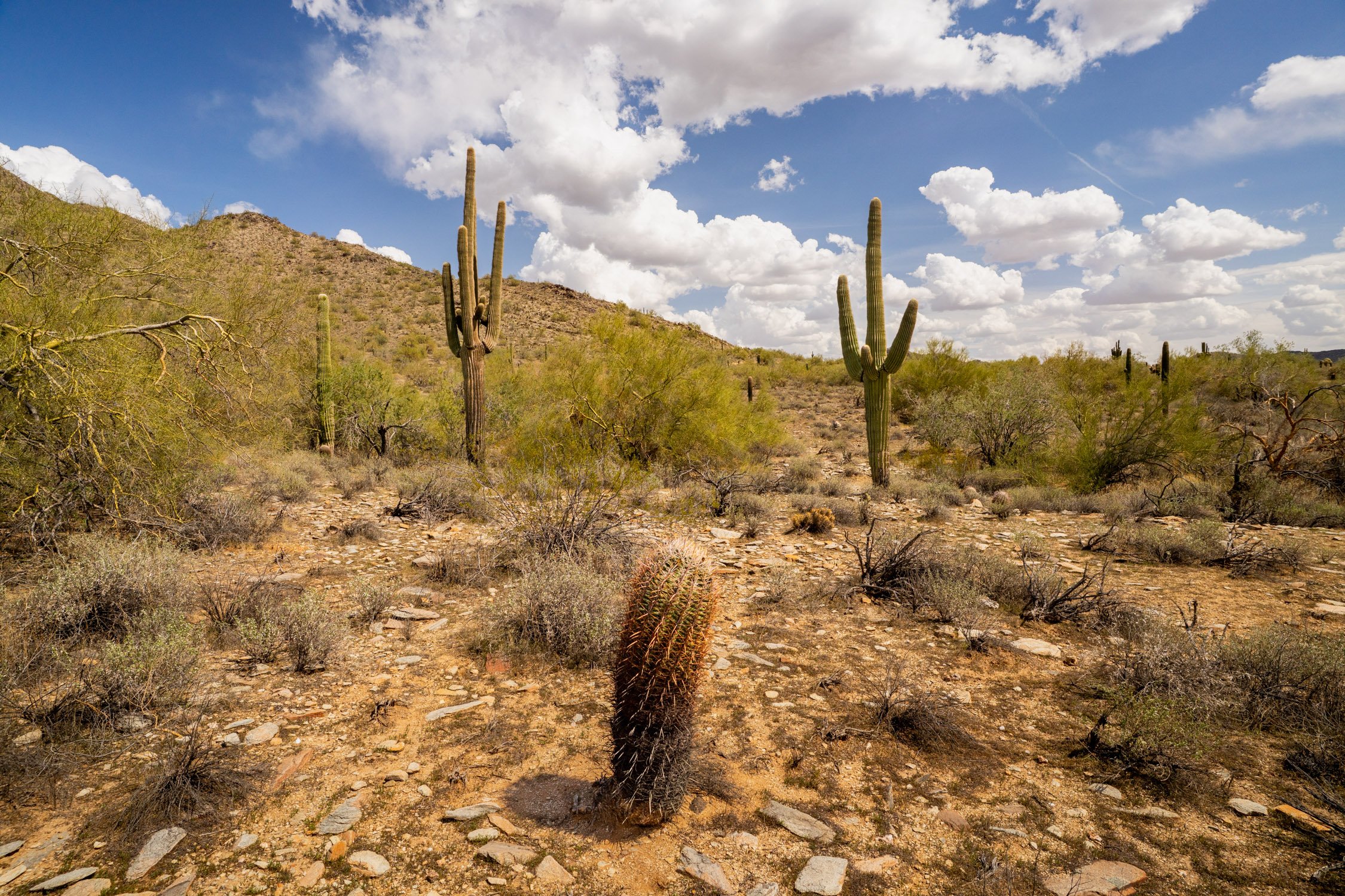 Landscape of McDowell Preserve in Scottsdale, AZ