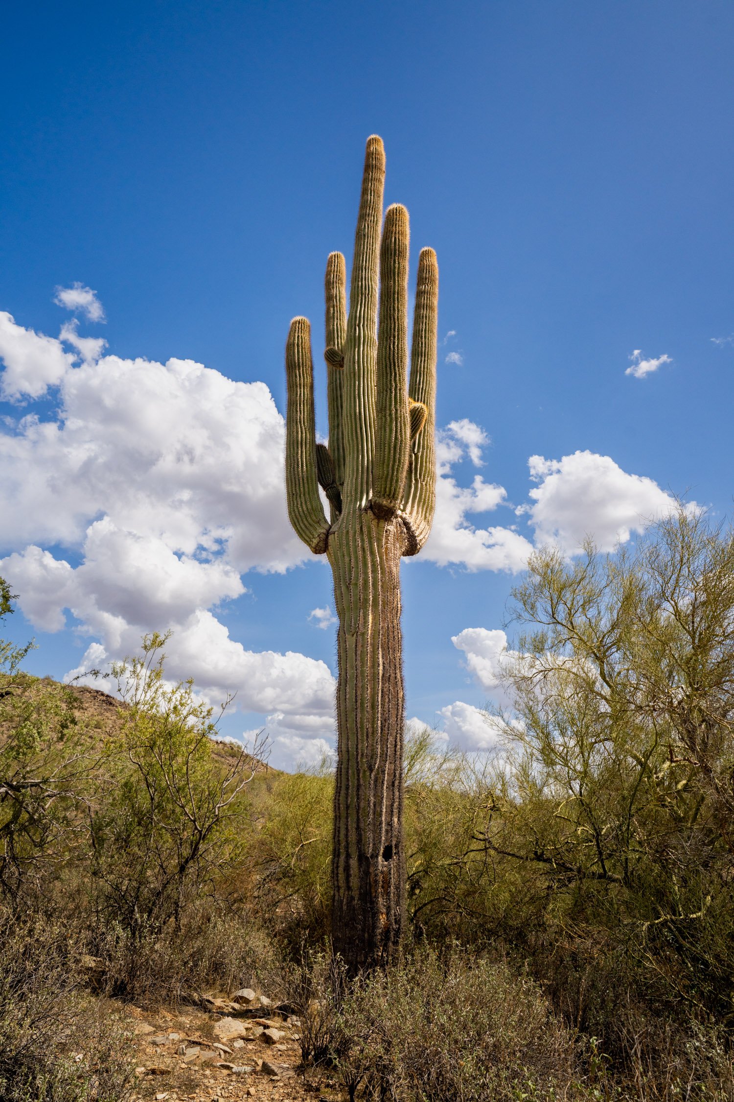 Landscape of McDowell Preserve in Scottsdale, AZ