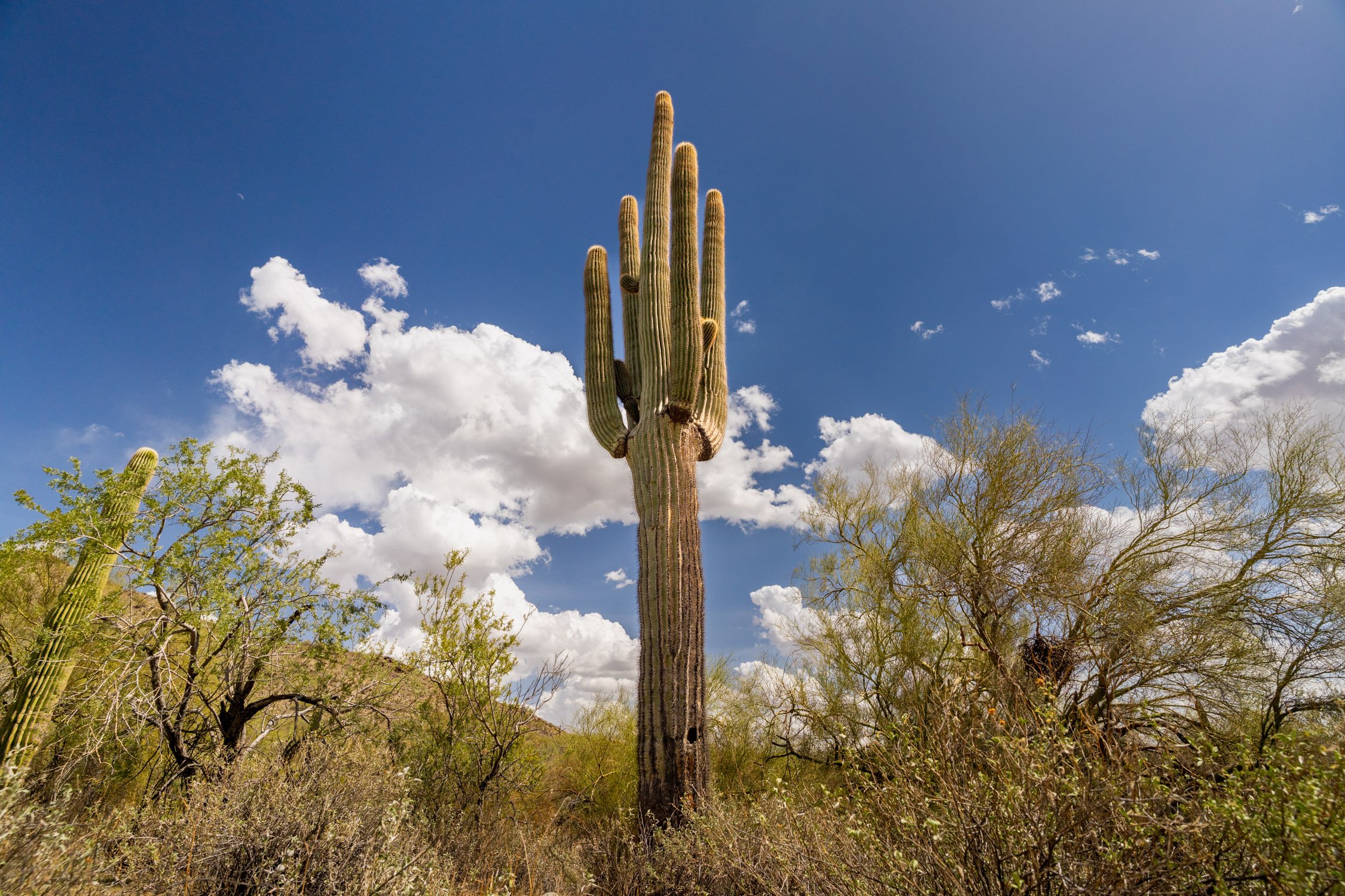 Landscape of McDowell Preserve in Scottsdale, AZ