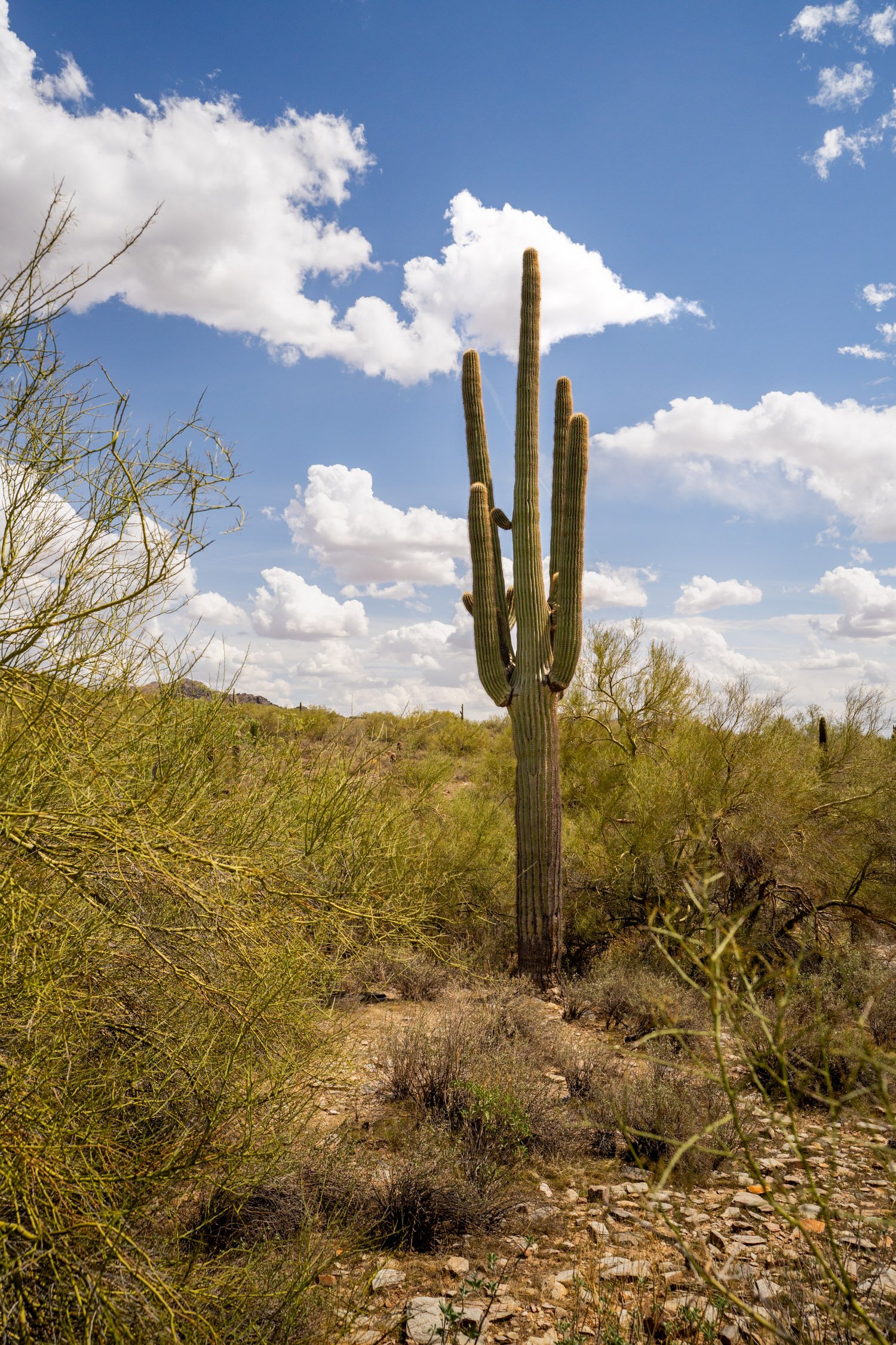 Landscape of McDowell Preserve in Scottsdale, AZ
