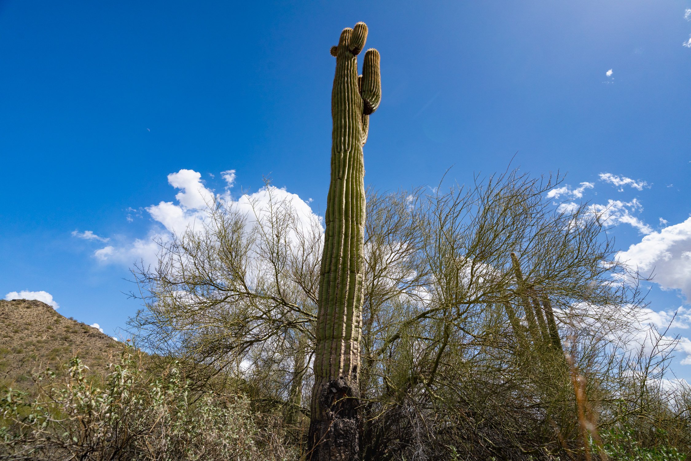 Landscape of McDowell Preserve in Scottsdale, AZ