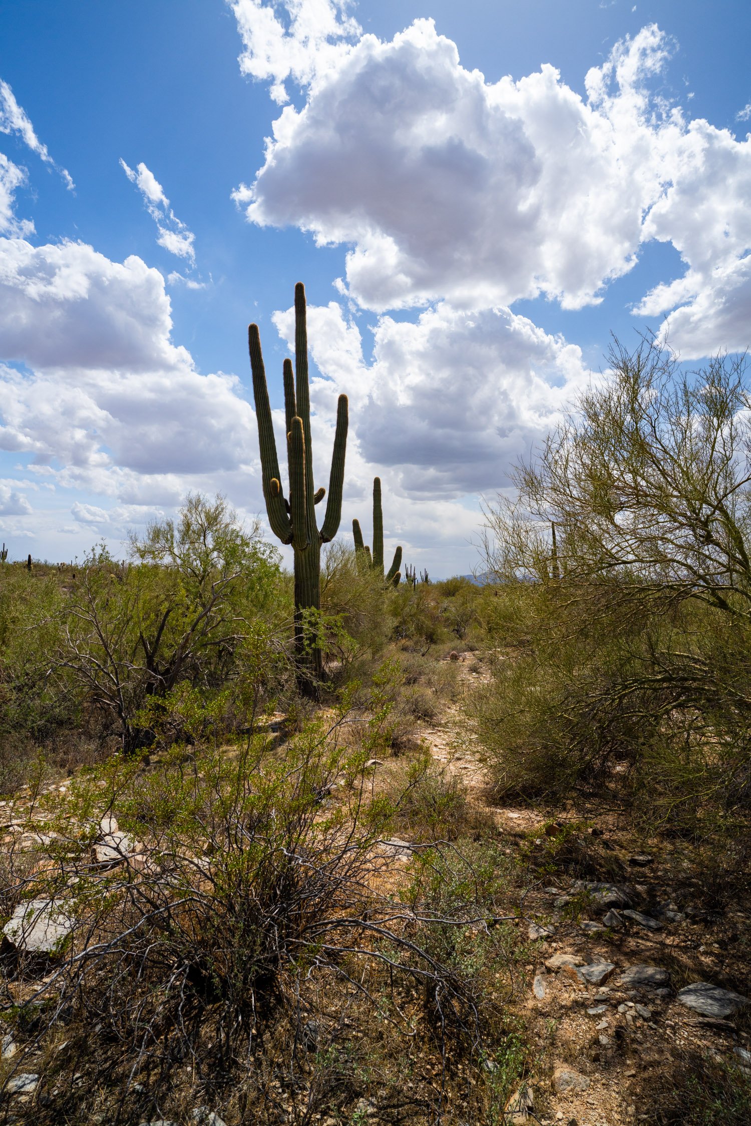 Landscape of McDowell Preserve in Scottsdale, AZ