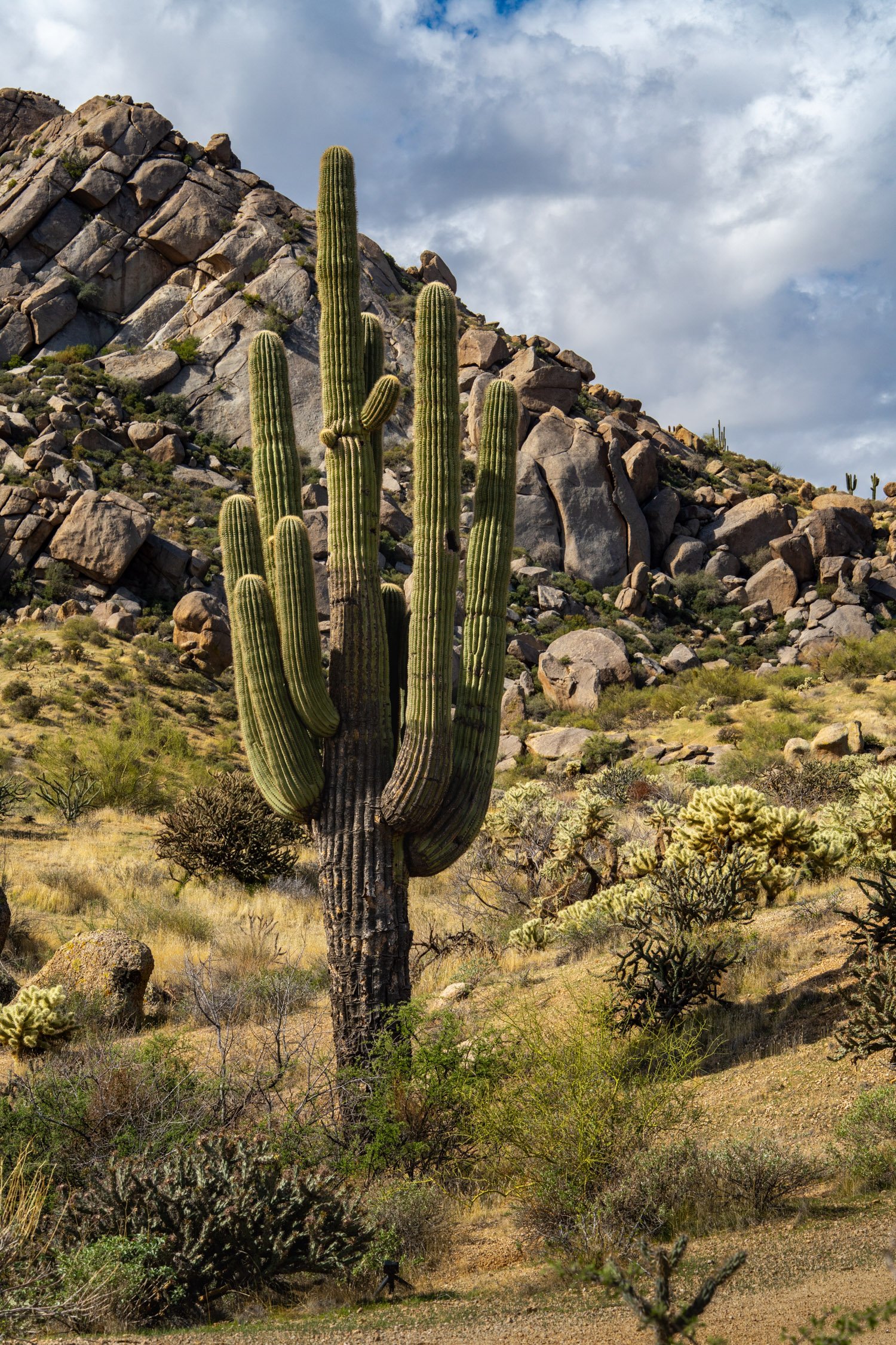 Landscape of McDowell Preserve in Scottsdale, AZ