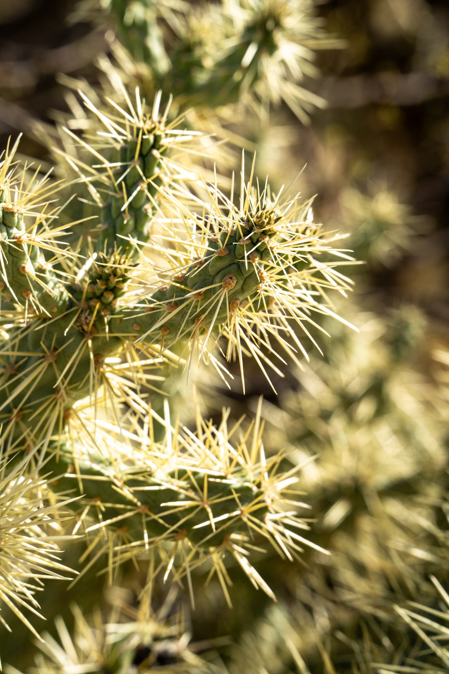 Landscape of McDowell Preserve in Scottsdale, AZ