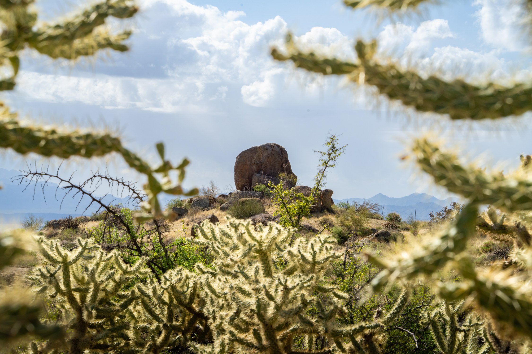 Landscape of McDowell Preserve in Scottsdale, AZ