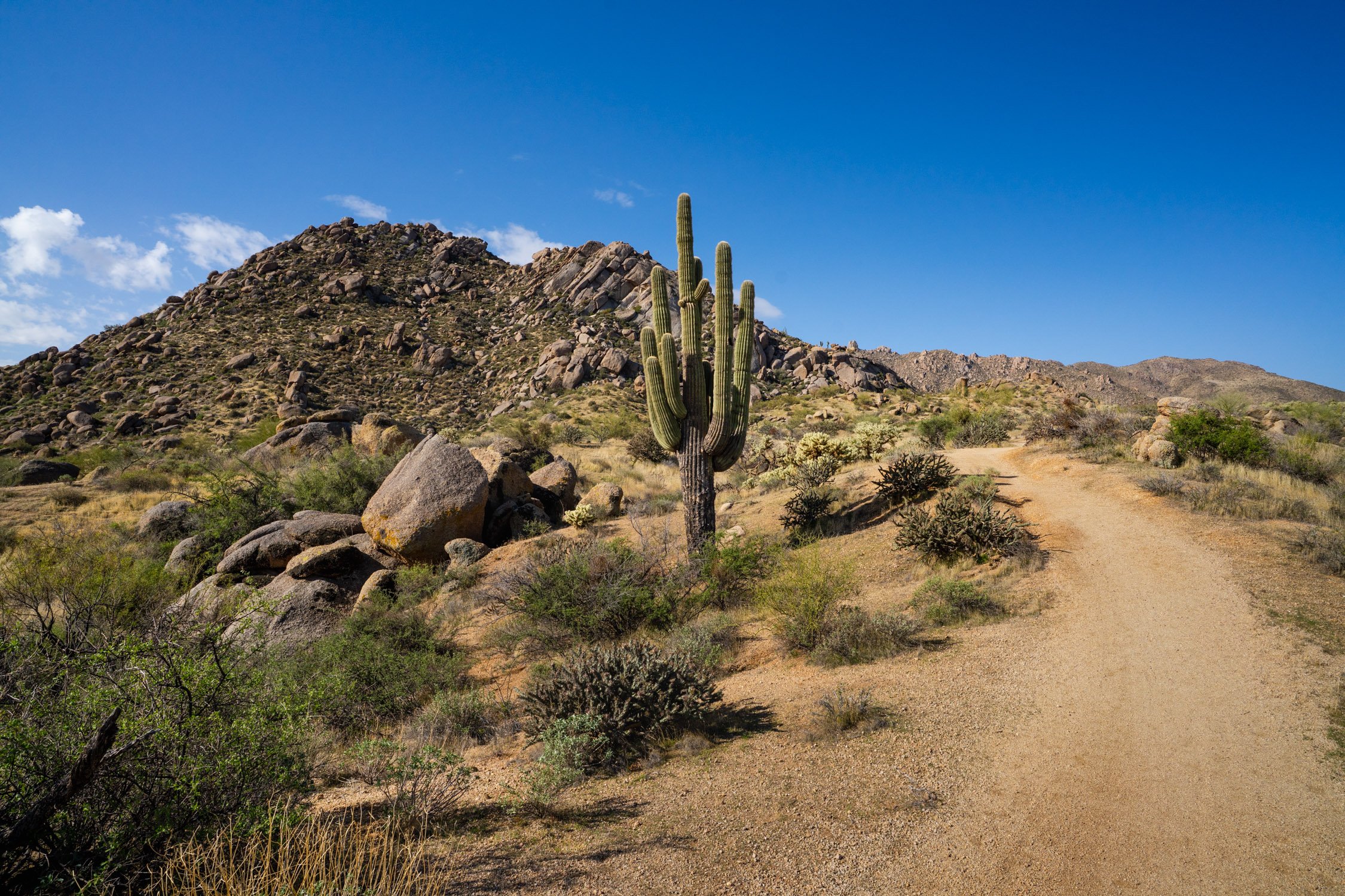 Landscape of McDowell Preserve in Scottsdale, AZ