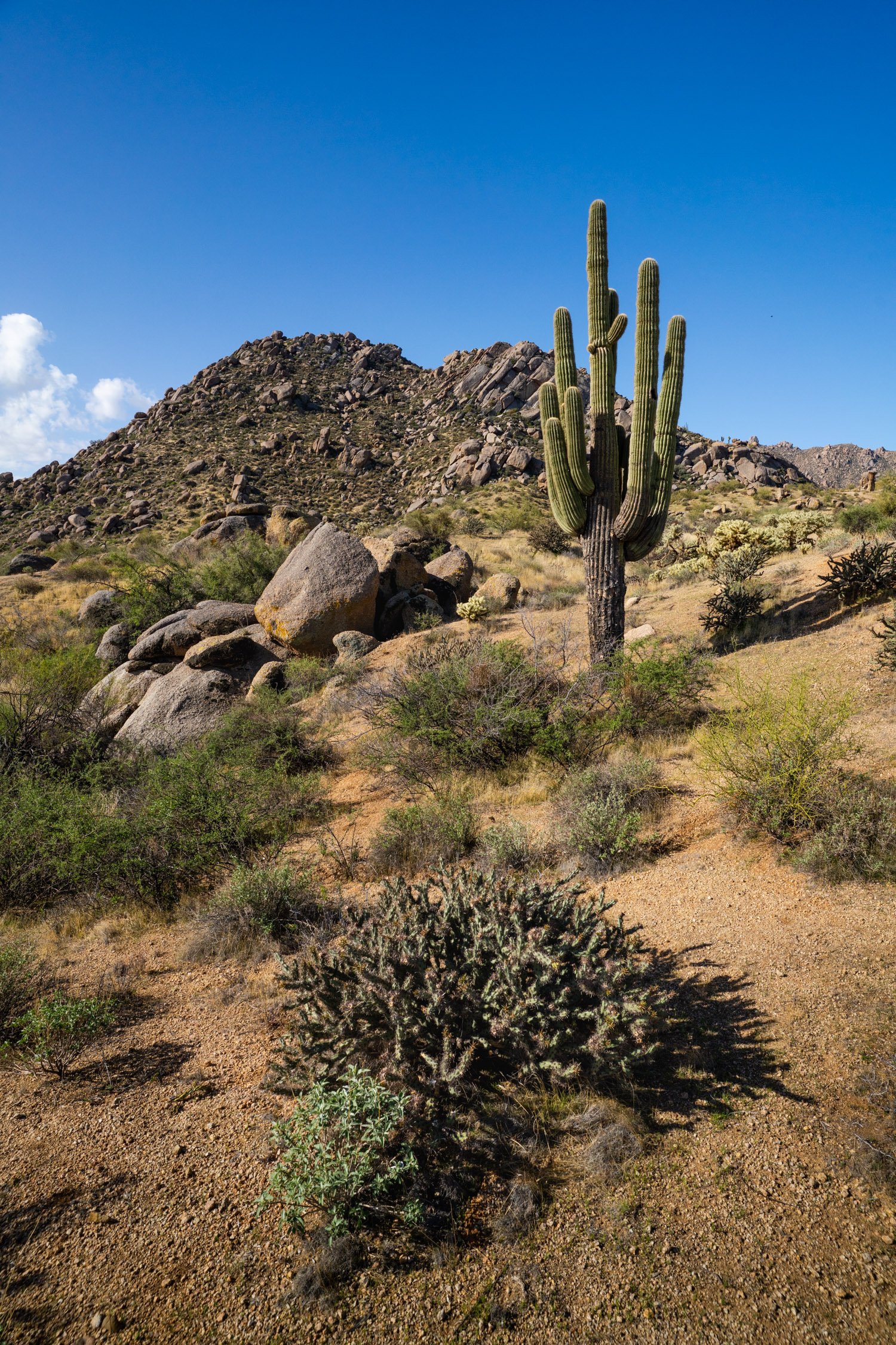 Landscape of McDowell Preserve in Scottsdale, AZ