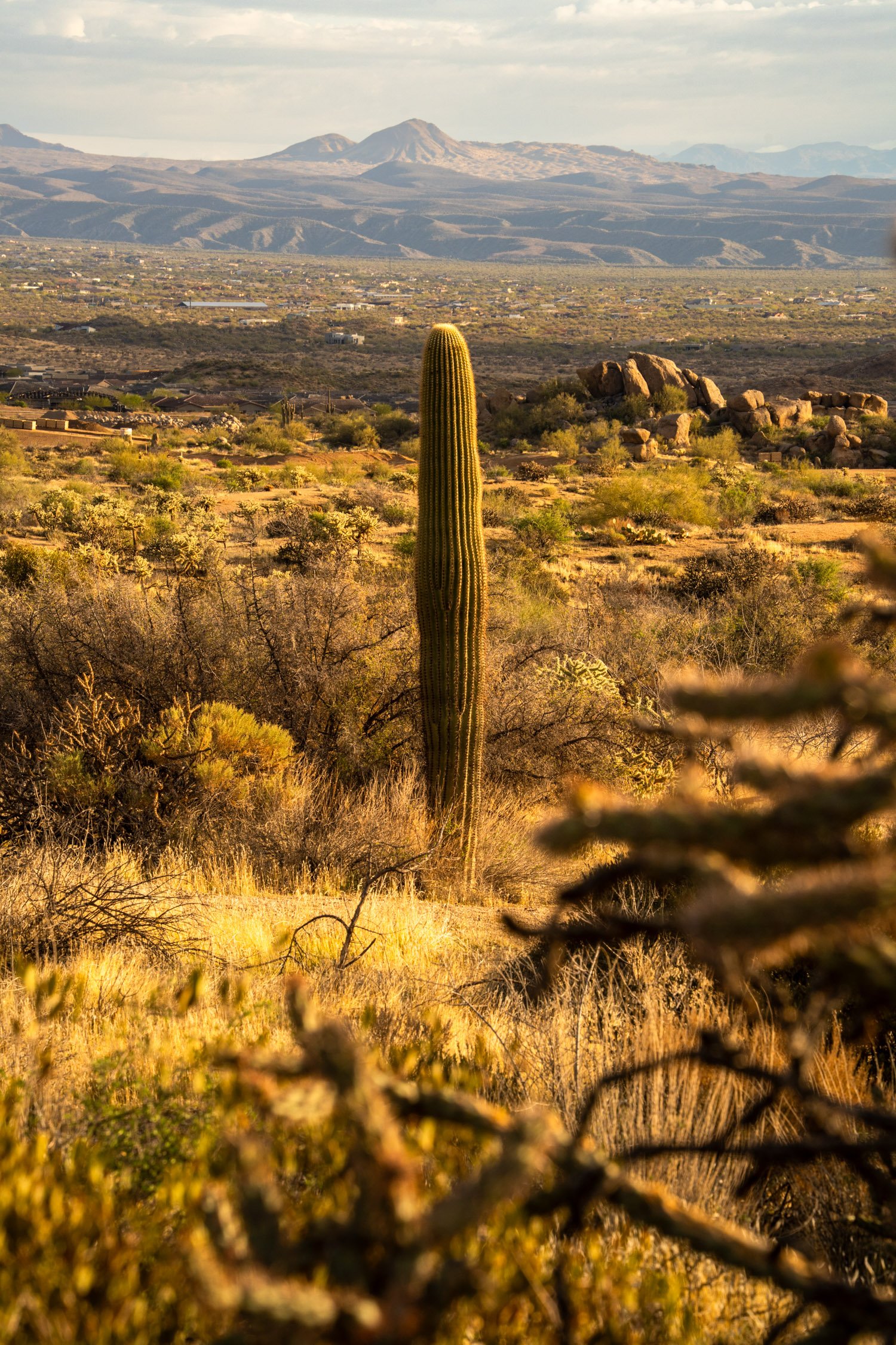 Landscape of McDowell Preserve in Scottsdale, AZ