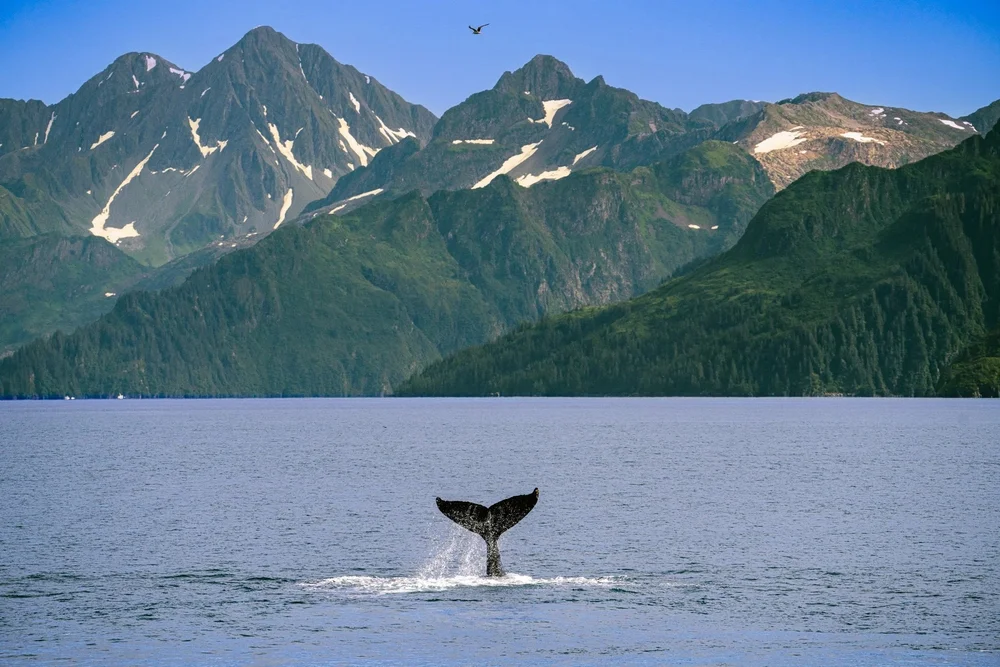  Wildlife searching on the Kenai, Peninsula in Alaska 
