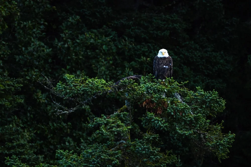 Wildlife searching on the Kenai, Peninsula in Alaska 