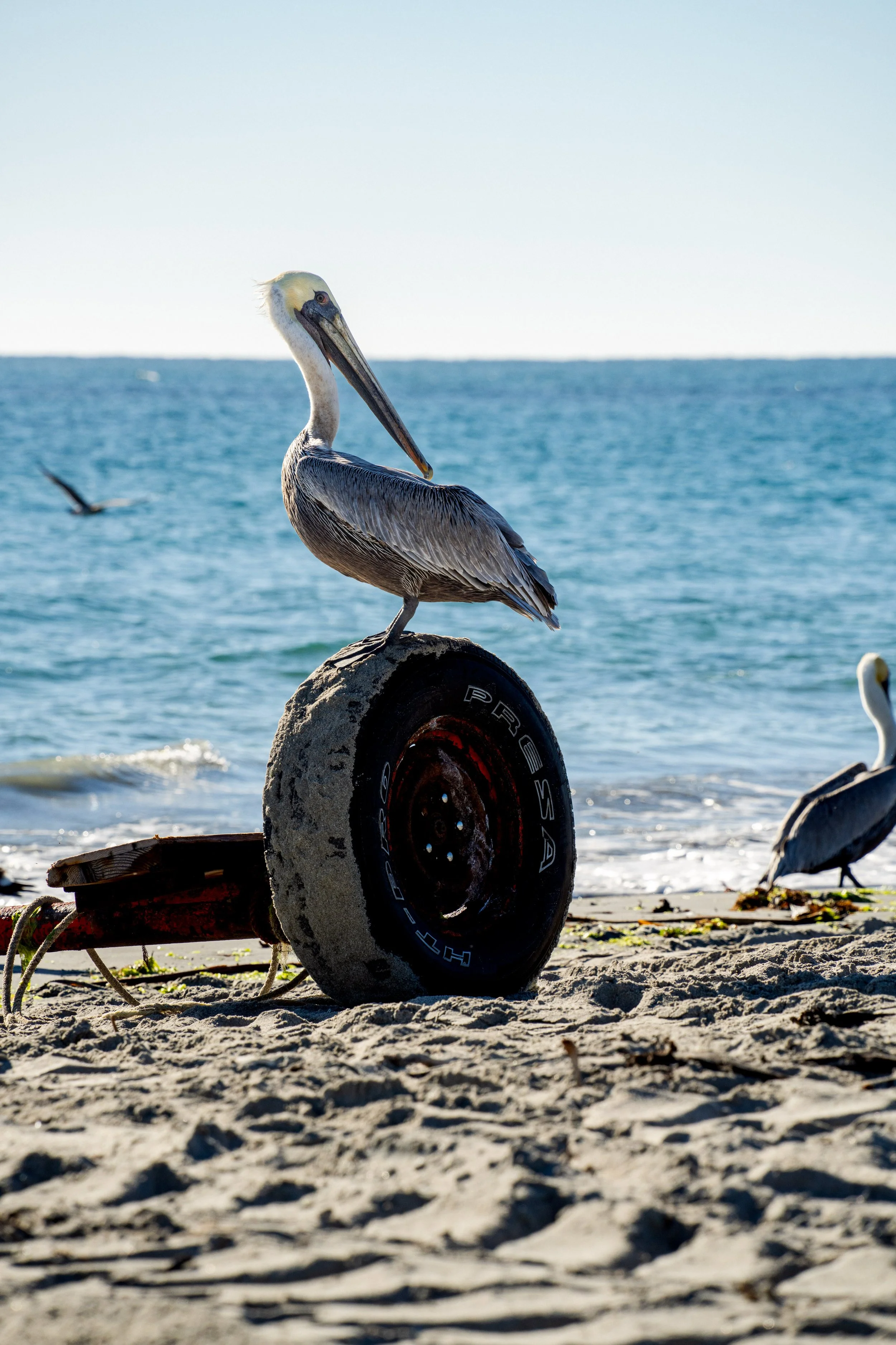 Outdoor photographer, Dalton Johnson, captures a pelican standing on a tire on the beach.
