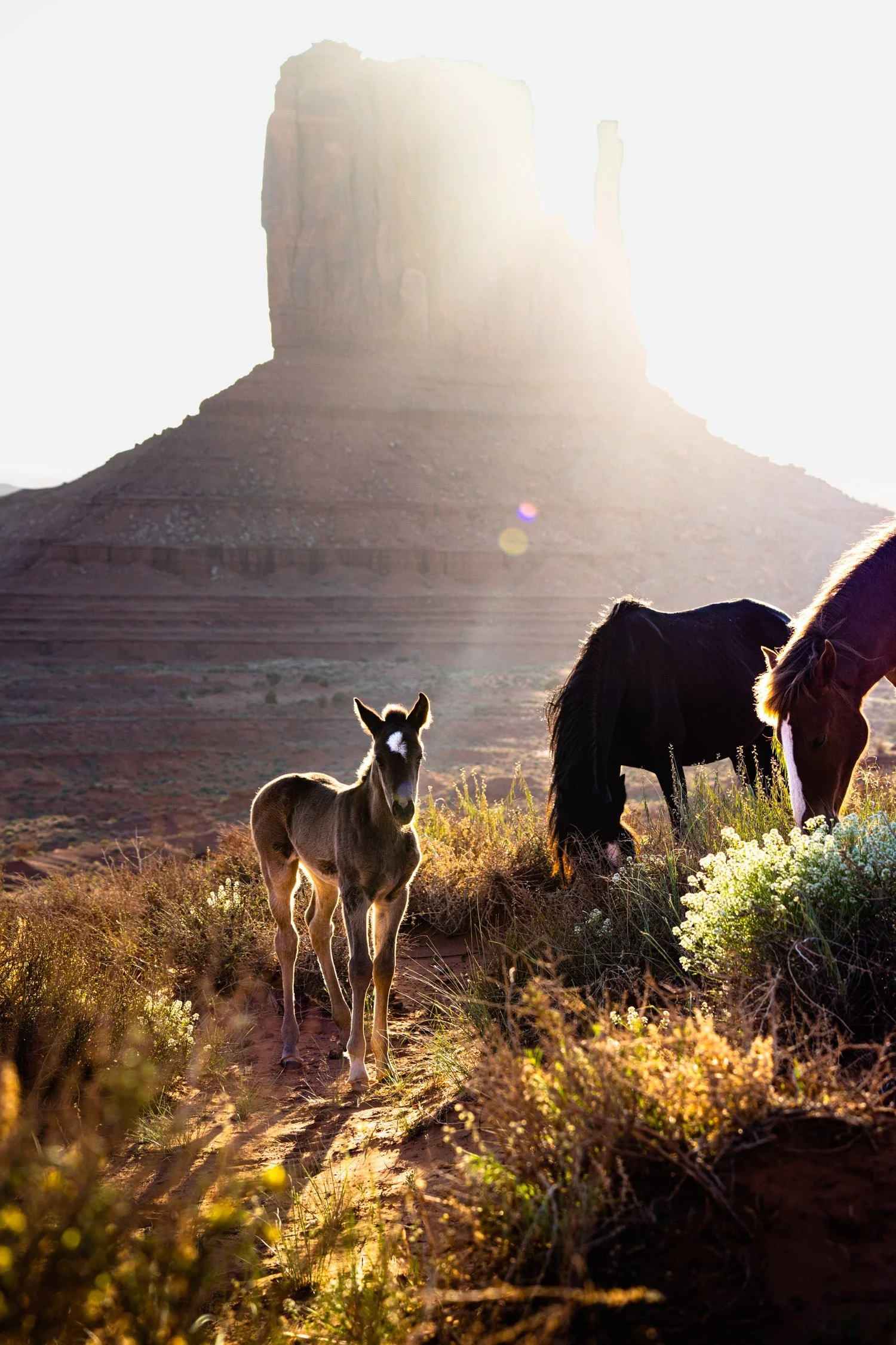 DALTONJOHNSON_230511_MONUMENT VALLEY SUNRISE_MONUMENT VALLEY, UT_00259.jpg
