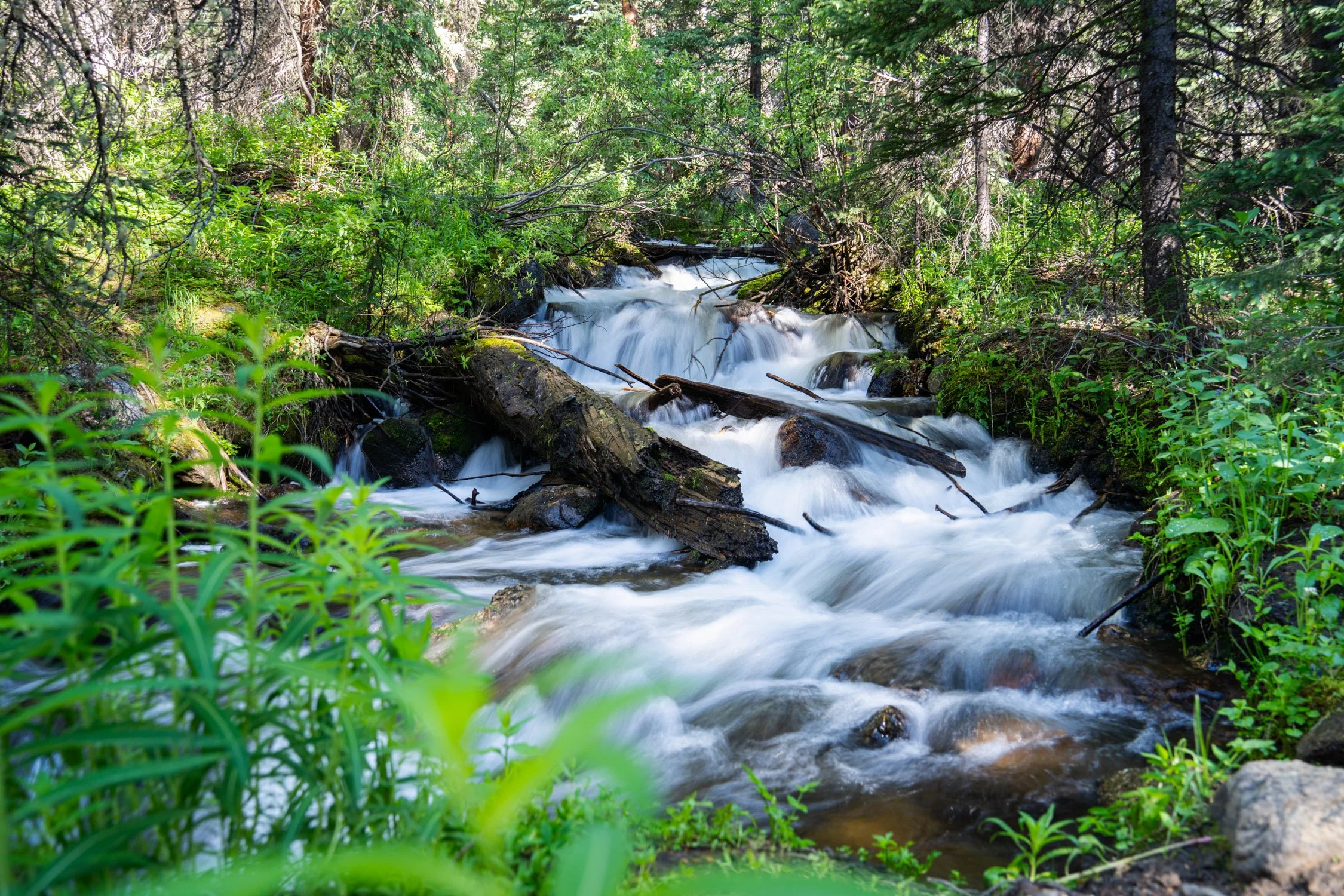 A small mountain stream flowing over rocks and fallen logs in a dense, green forest.