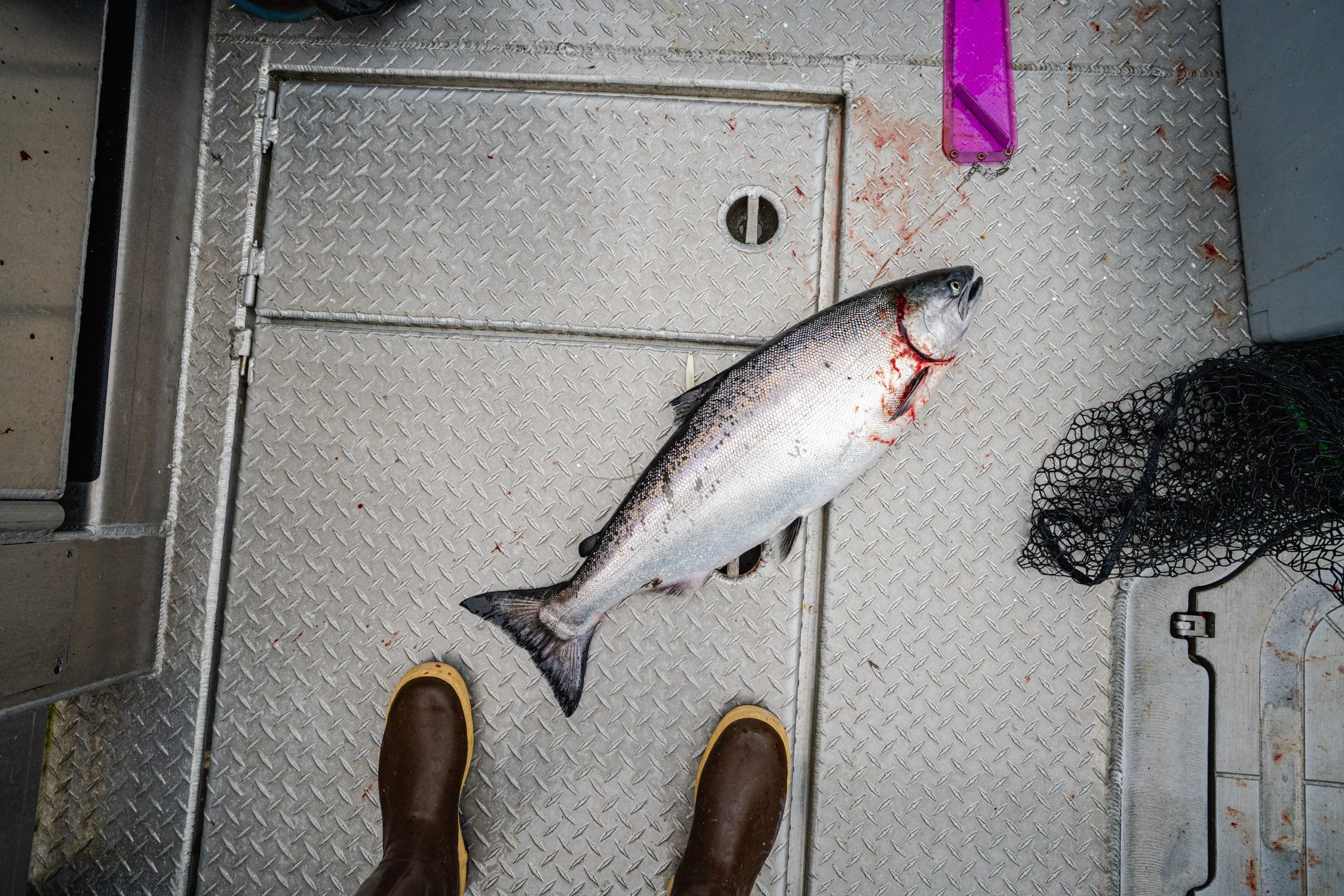 DALTONJOHNSON_220804_STILLPOINT LODGE DAY FIVE_HALIBUT COVE, ALASKA_01204.jpg