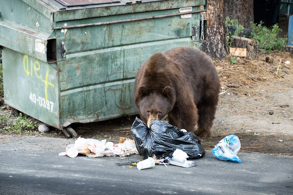 Lake Tahoe Has a Bear Problem