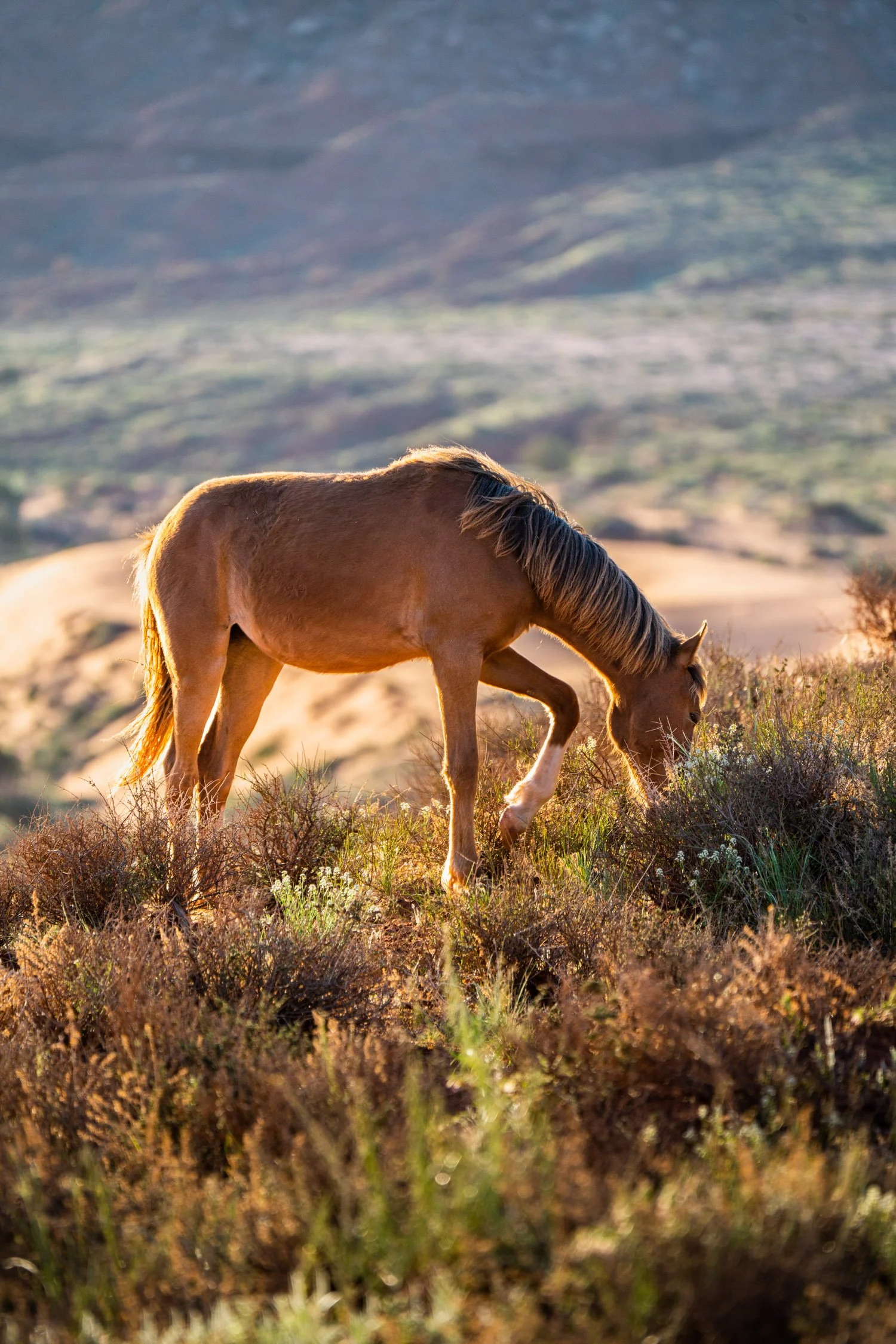 DALTONJOHNSON_230511_MONUMENT VALLEY SUNRISE_MONUMENT VALLEY, UT_00204.jpg
