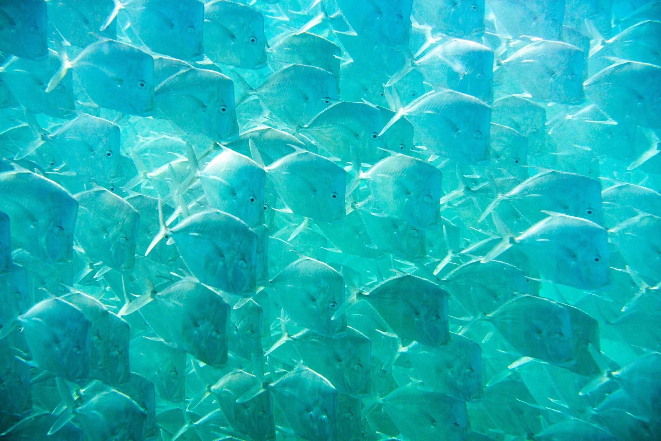DALTONJOHNSON_260112_LA FORTUNA UNDERWATER AND LIFESTYLE_LA FORTUNA, BAJA_00095.jpg