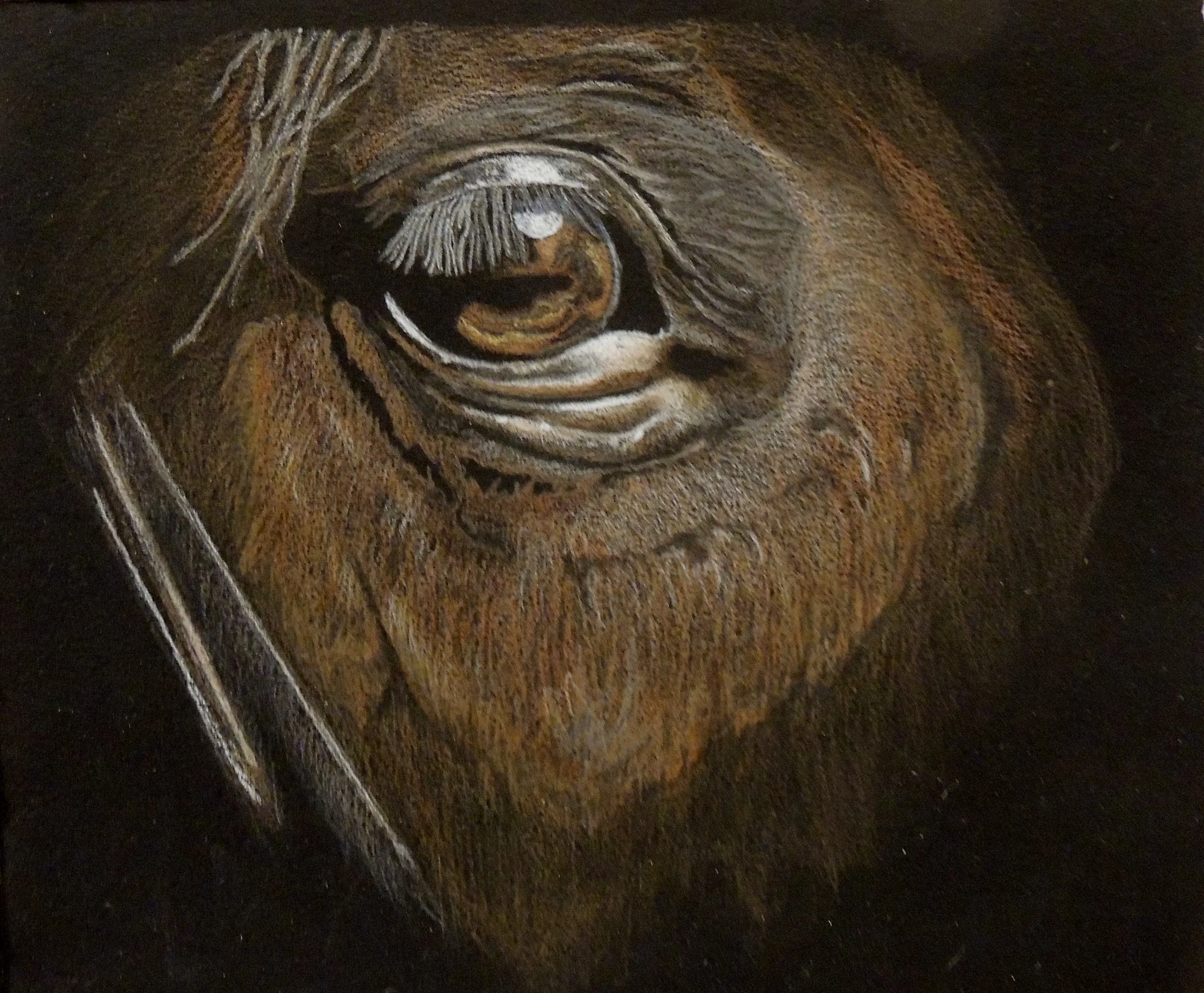 Eye of Horse.JPG