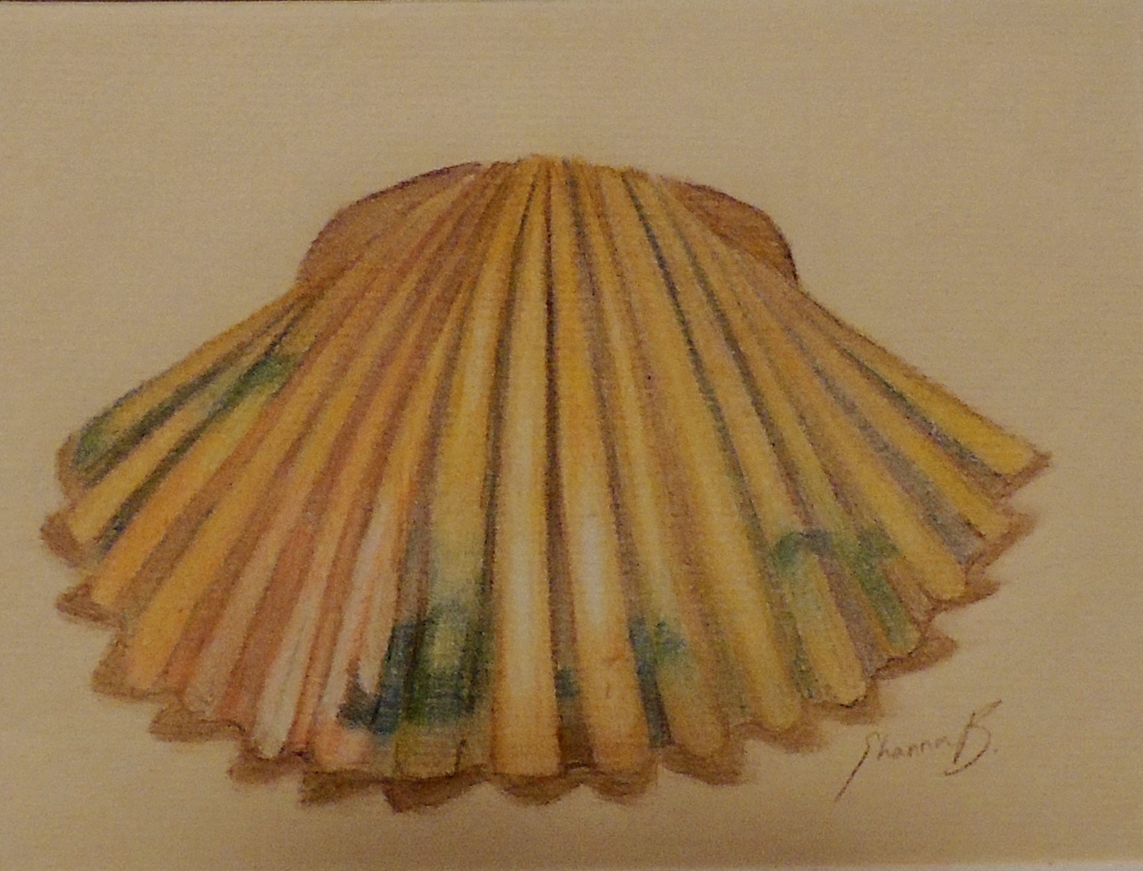 Seashell .JPG