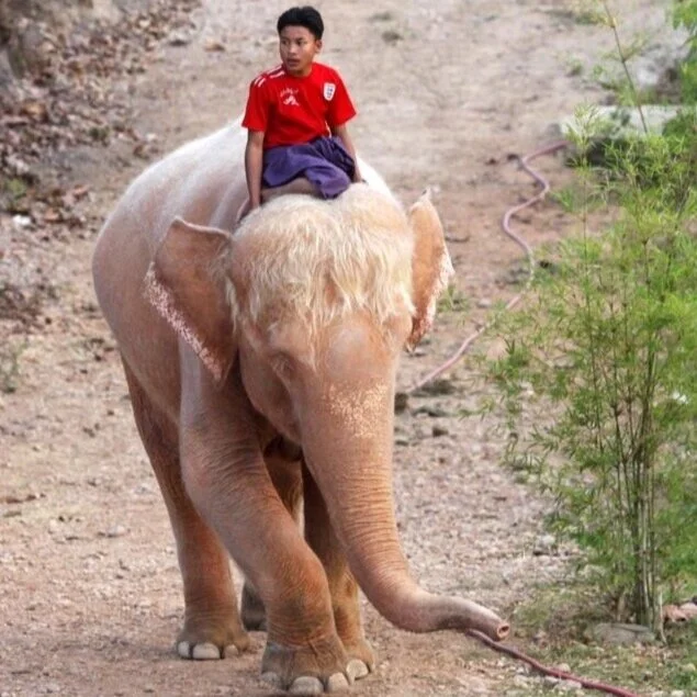 Eg and the Elephants — Susan Lee Hahn