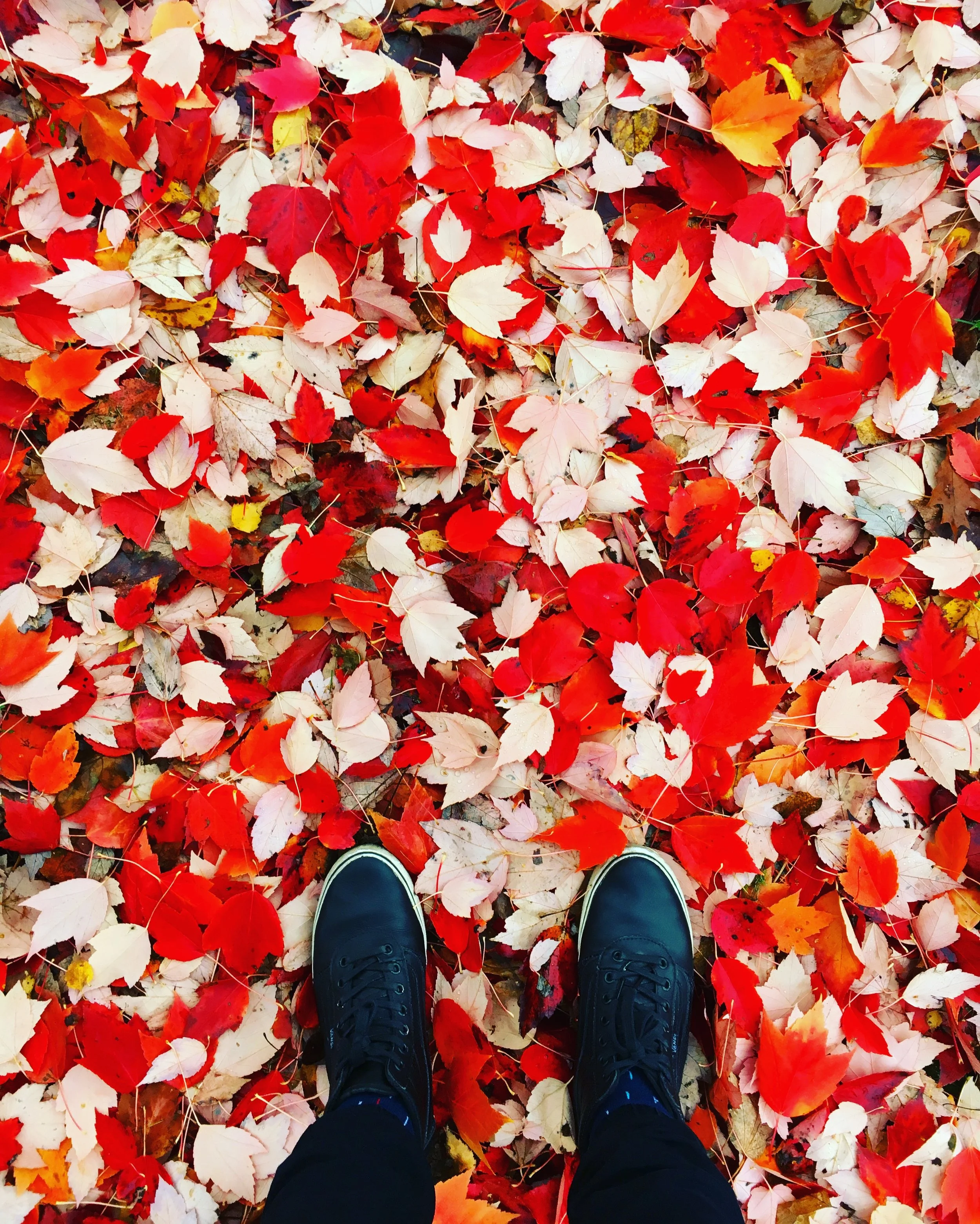 Rearview Mirror: The Rollercoaster Ride of 2018