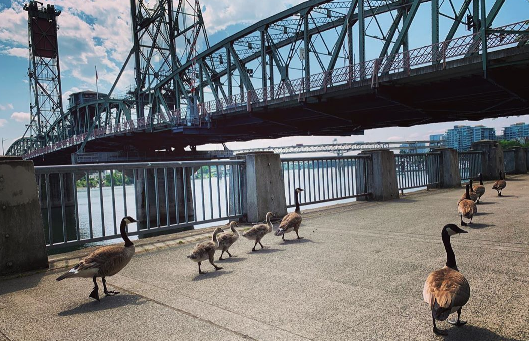 Geese.png