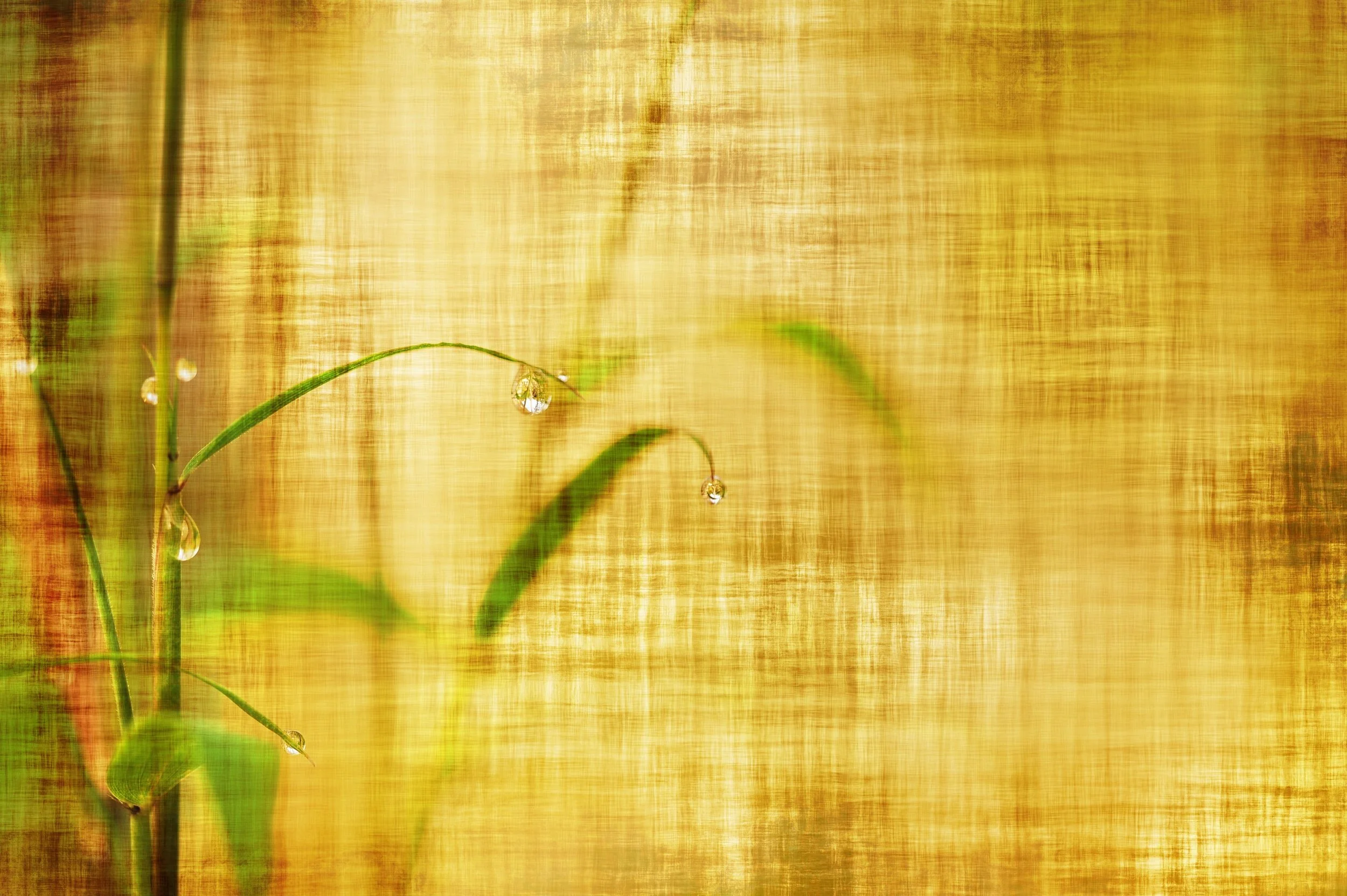bamboo-2118463.jpg