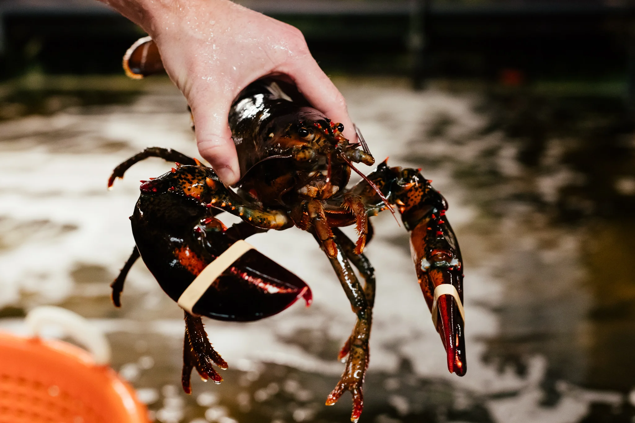 Homard
