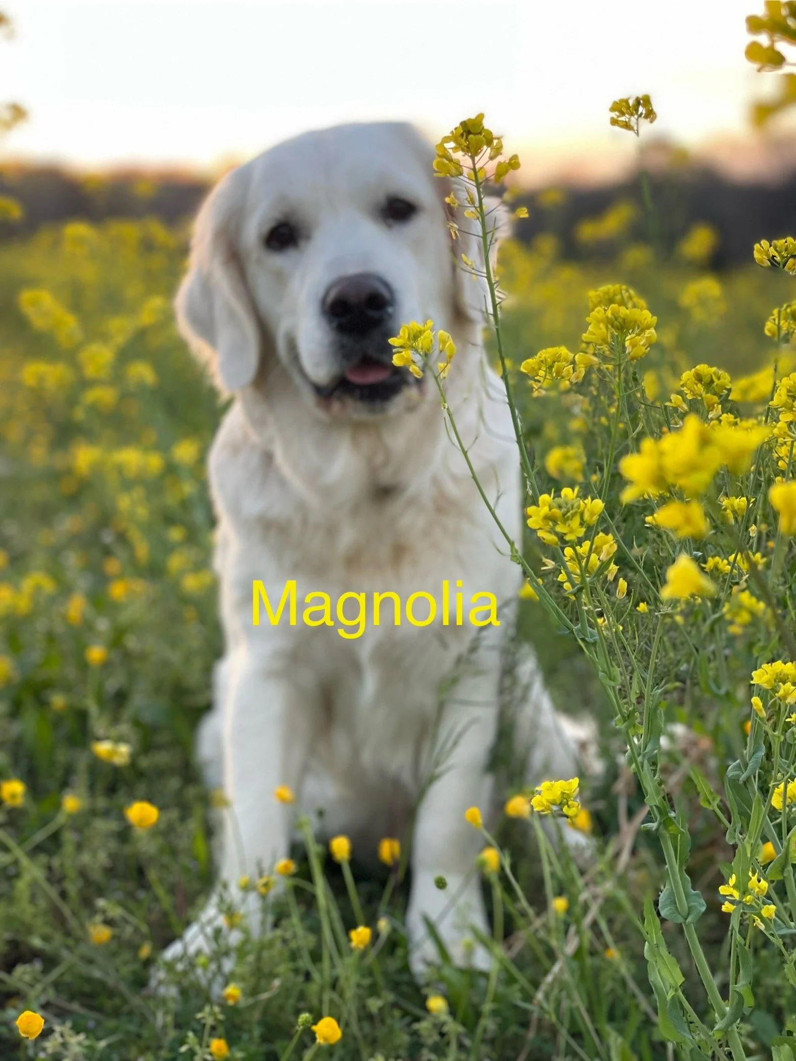 IMG_1741.jpeg