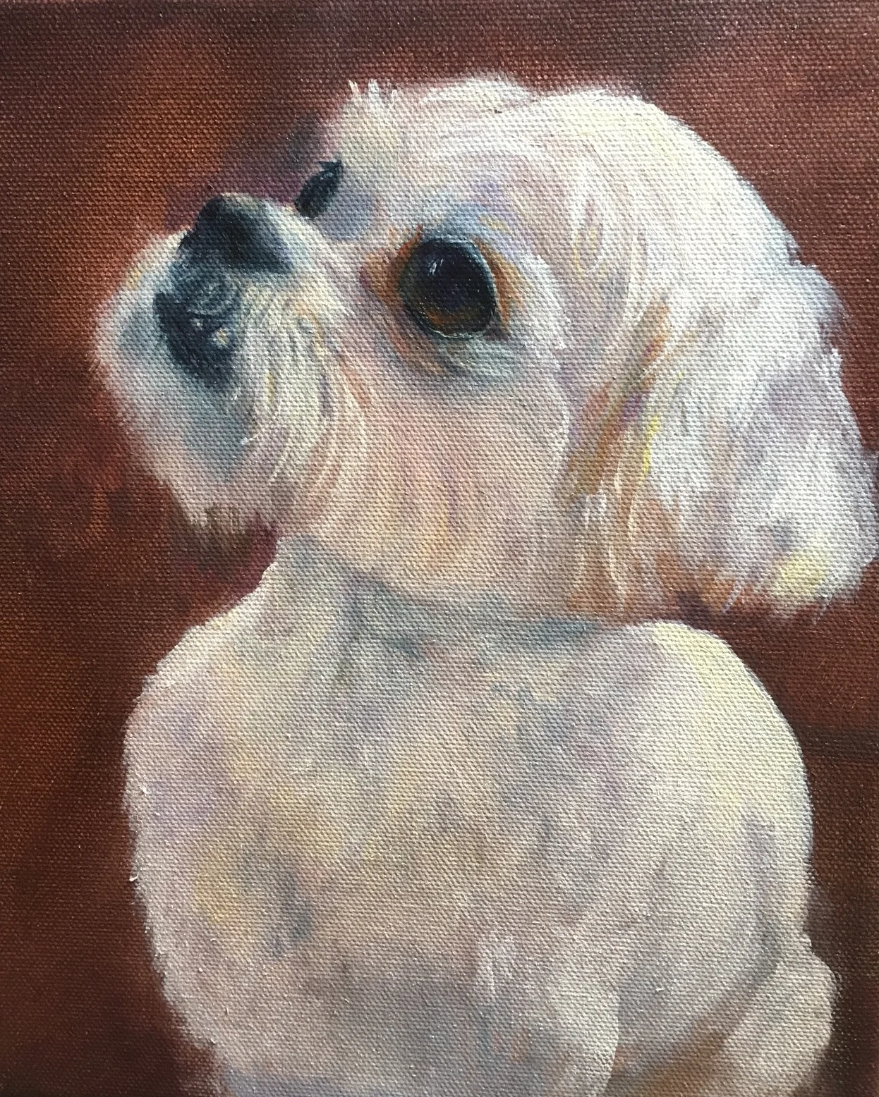 dog portrait bella.JPG