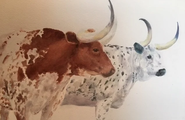 longhorn watercolor 3 (2).JPG