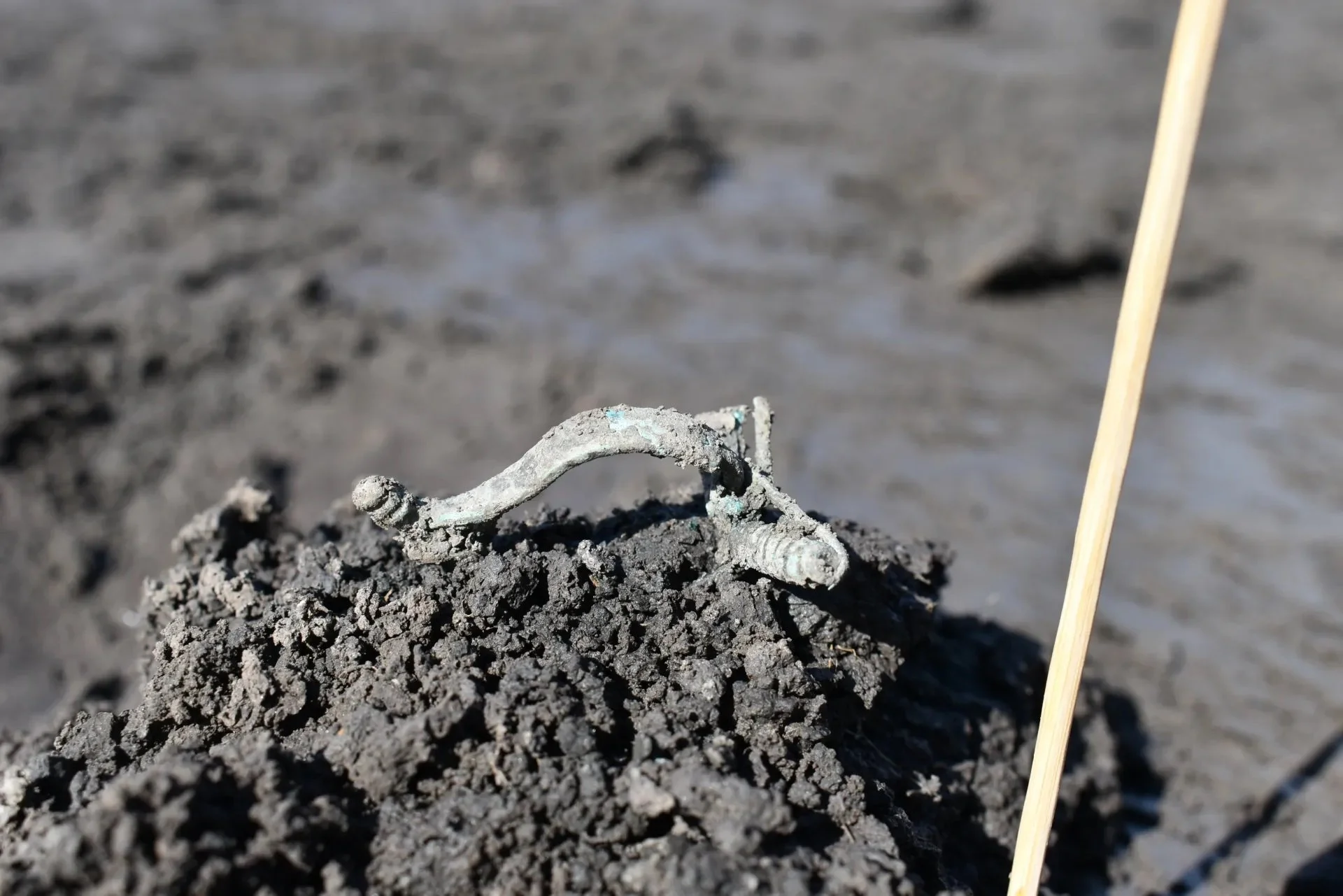 Artifact excavated at the Hradec Králové site. Metal, possibly a brooch, sitting on top of a dirt pile in the excavation unit.