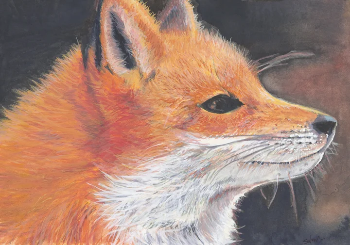 Fox Face-fnl-tr.jpg