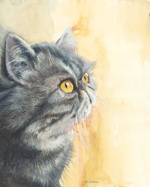 Persian Cat-fnl-tr.jpg