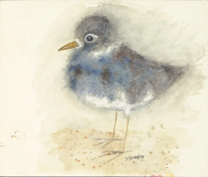 Shore Bird-fnl.jpg
