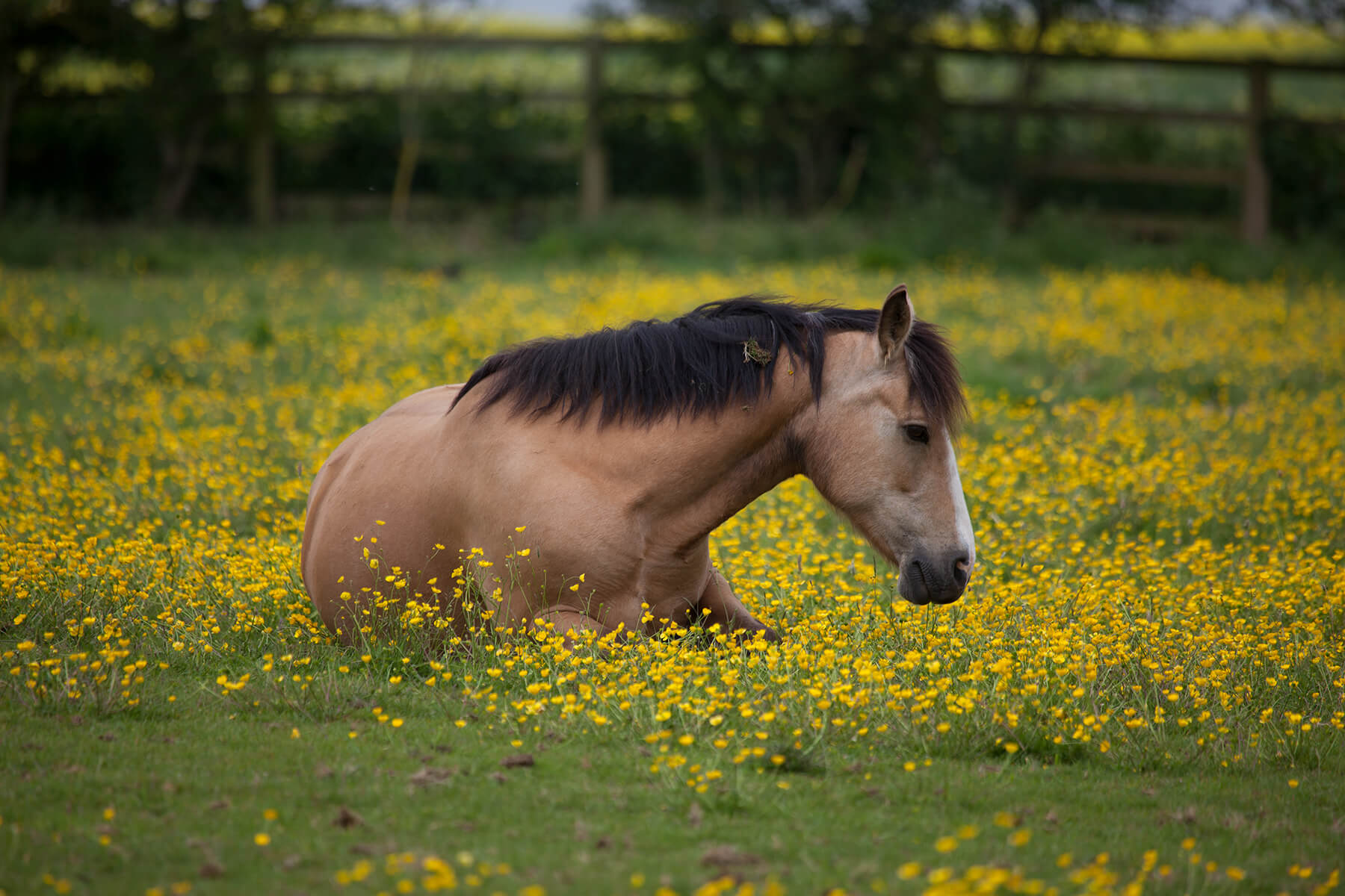 Goldie buttercups.jpg