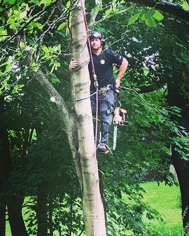 &ldquo;Do what you love, love what you do.&rdquo; Owner and licensed arborist, Matthew Lee, removing a row of invasive #norwaymaple trees to add filtered sunlight to the property and gardens #cttree #arborist #invasiveplants