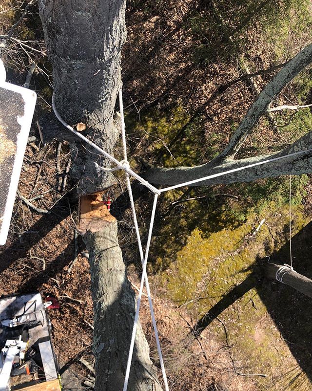 🌱 Spring has finally sprung! We&rsquo;ve been busy making yards safe after winter&rsquo;s mess with #treepruning of broken limbs and removing dangerous trees like this oak that split down the middle! 🔺 #cttree #treecare #protectpreserve #treeremova