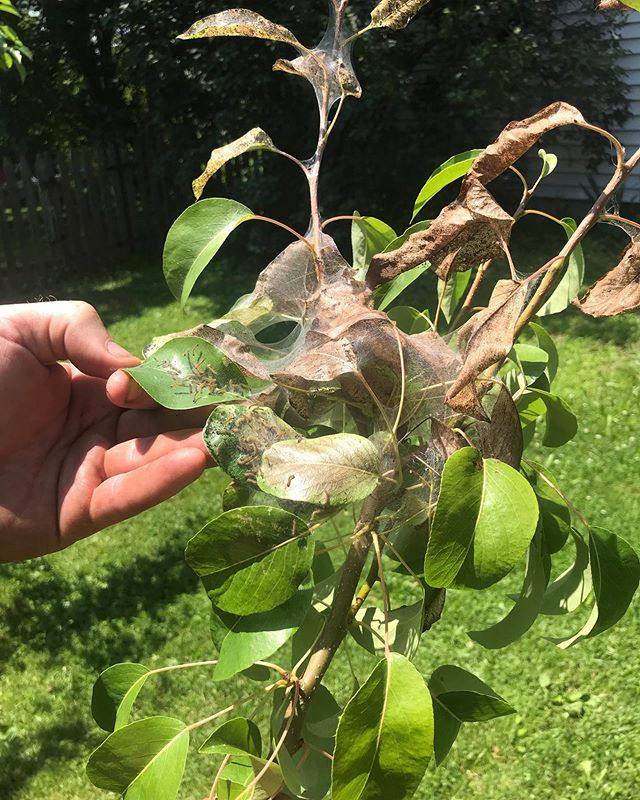 #tentcaterpillar invaded a group of pear trees earlier this summer. Swipe ➡️ to see them today! Our organic treatment and custom-blended compost tea has helped the trees&rsquo; health to yield a bountiful harvest this fall. #cttree #planthealth #heal