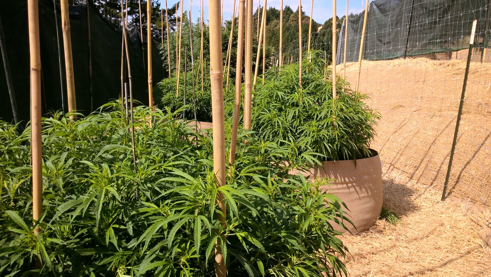 Farm Plants.jpg